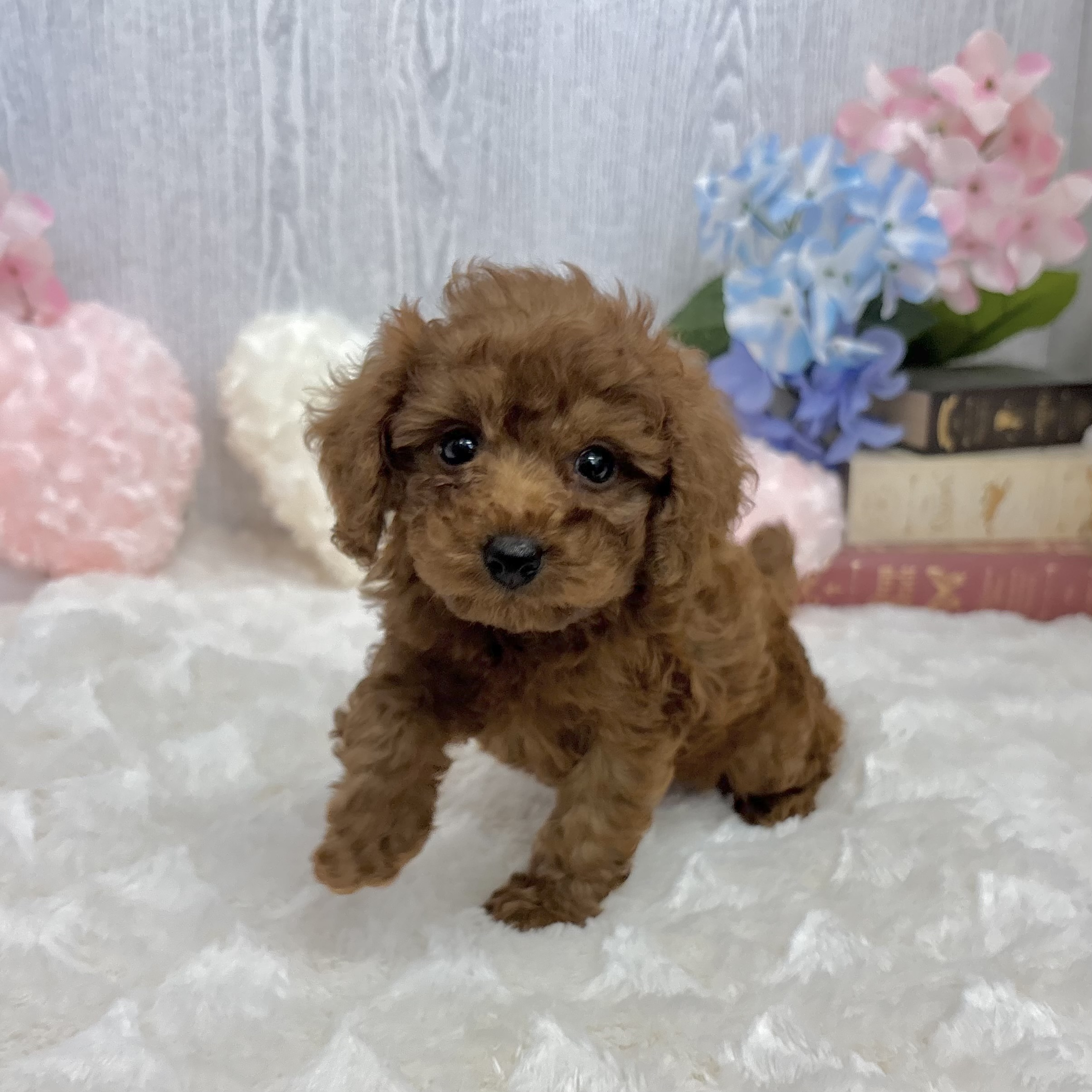 神奈川県のトイプードル(トイ) (犬の家＆猫の里相模原店/2025年5月12日生まれ/男の子/レッド)の子犬の1枚目の画像