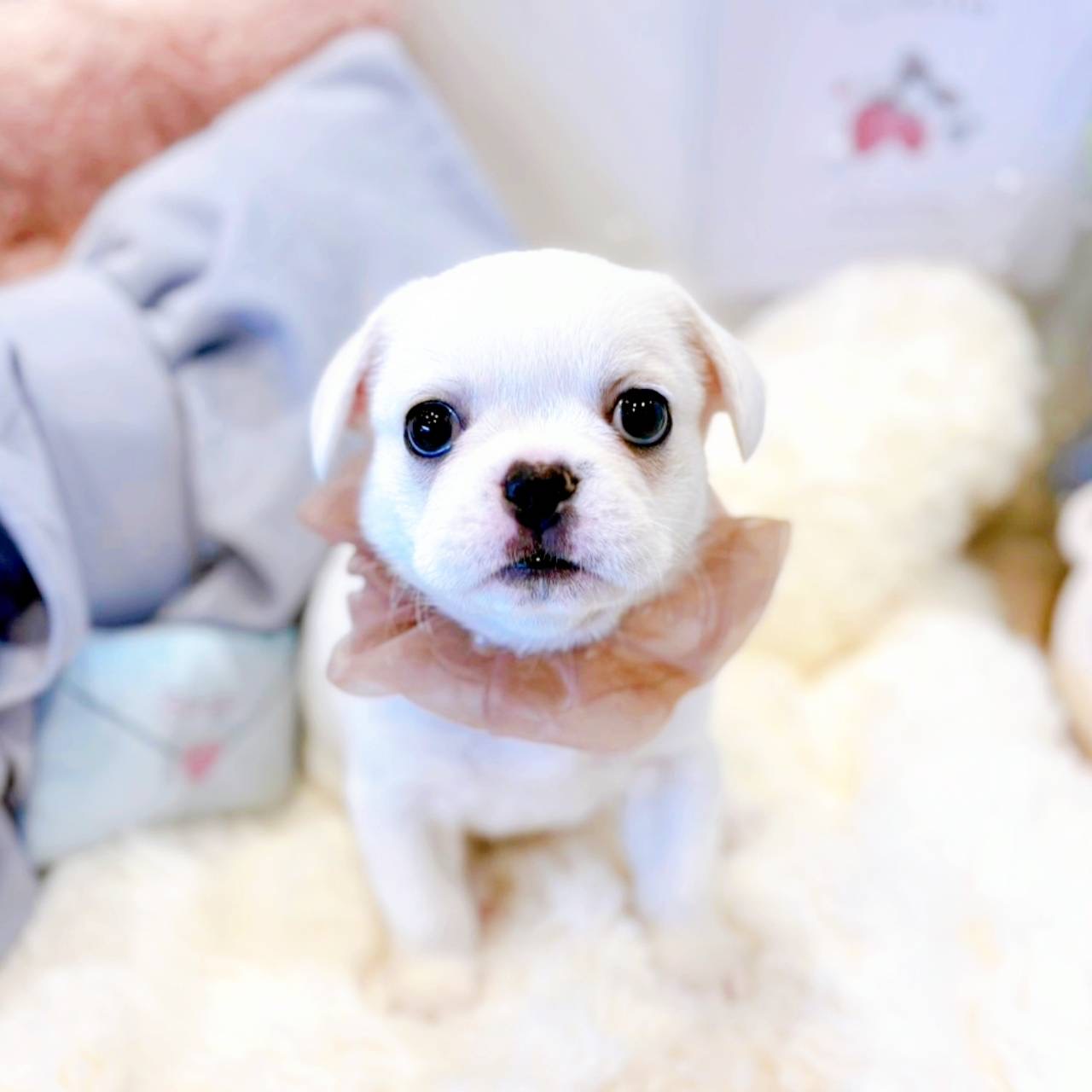 ハーフ犬女の子の写真