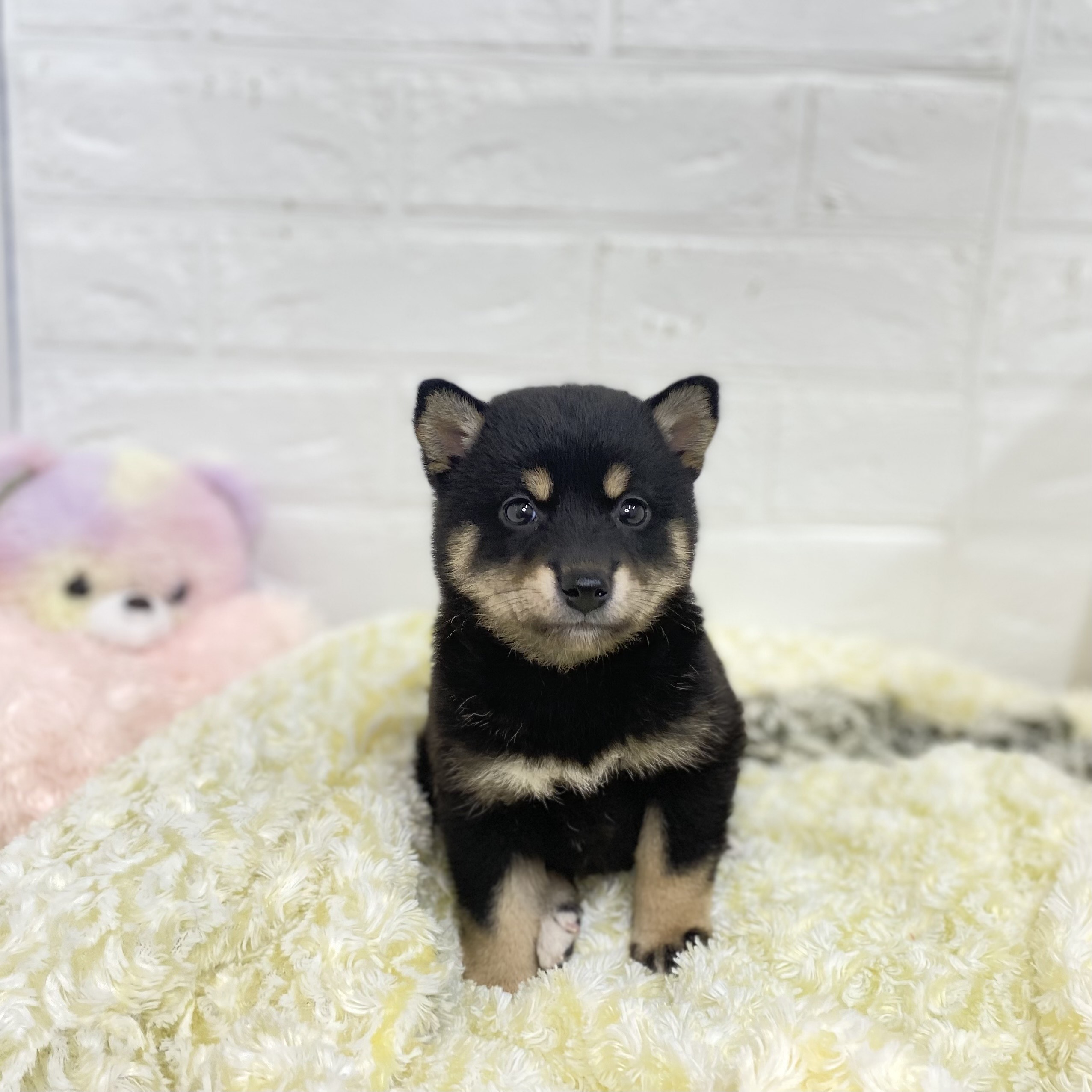 長野県の柴犬(標準サイズ) (犬の家＆猫の里長野店/2025年5月13日生まれ/女の子/黒)の子犬の4枚目の画像