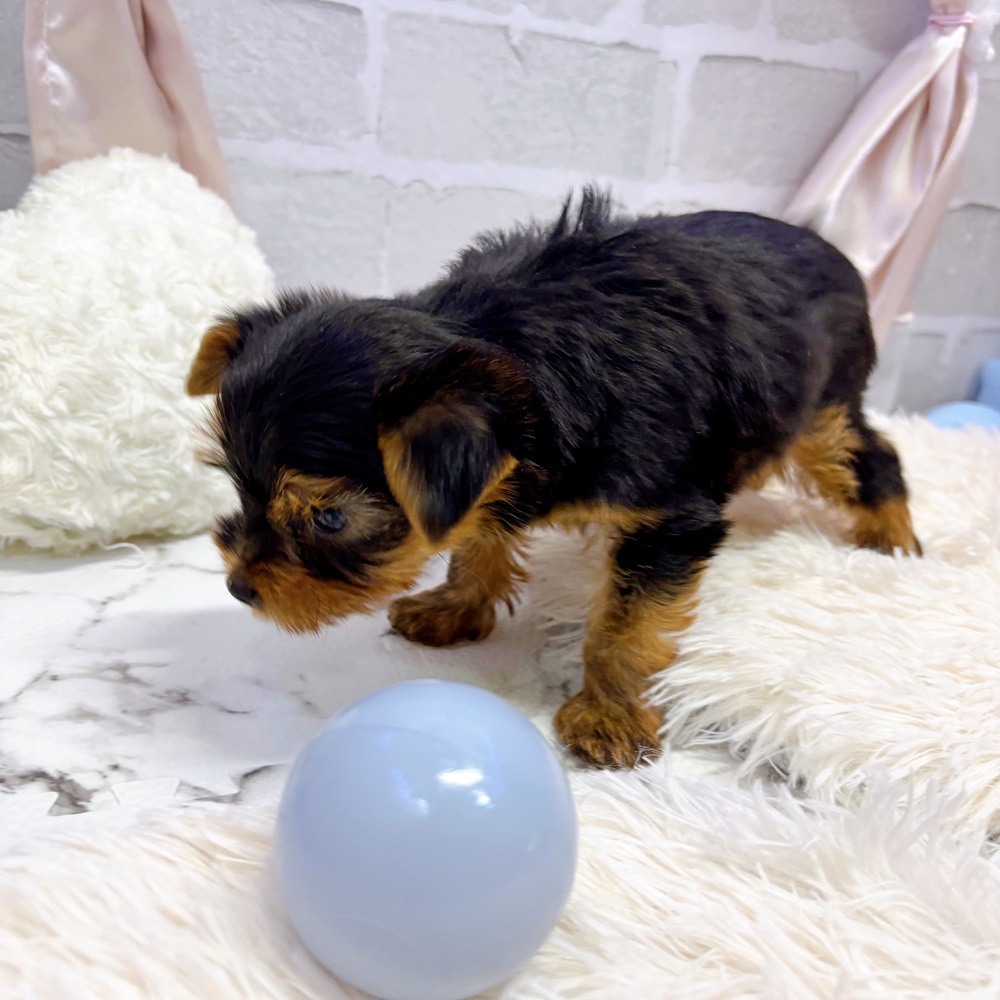 愛知県のヨークシャーテリア (犬の家＆猫の里岡崎店/2025年5月12日生まれ/男の子/スチールブルータン)の子犬の4枚目の画像