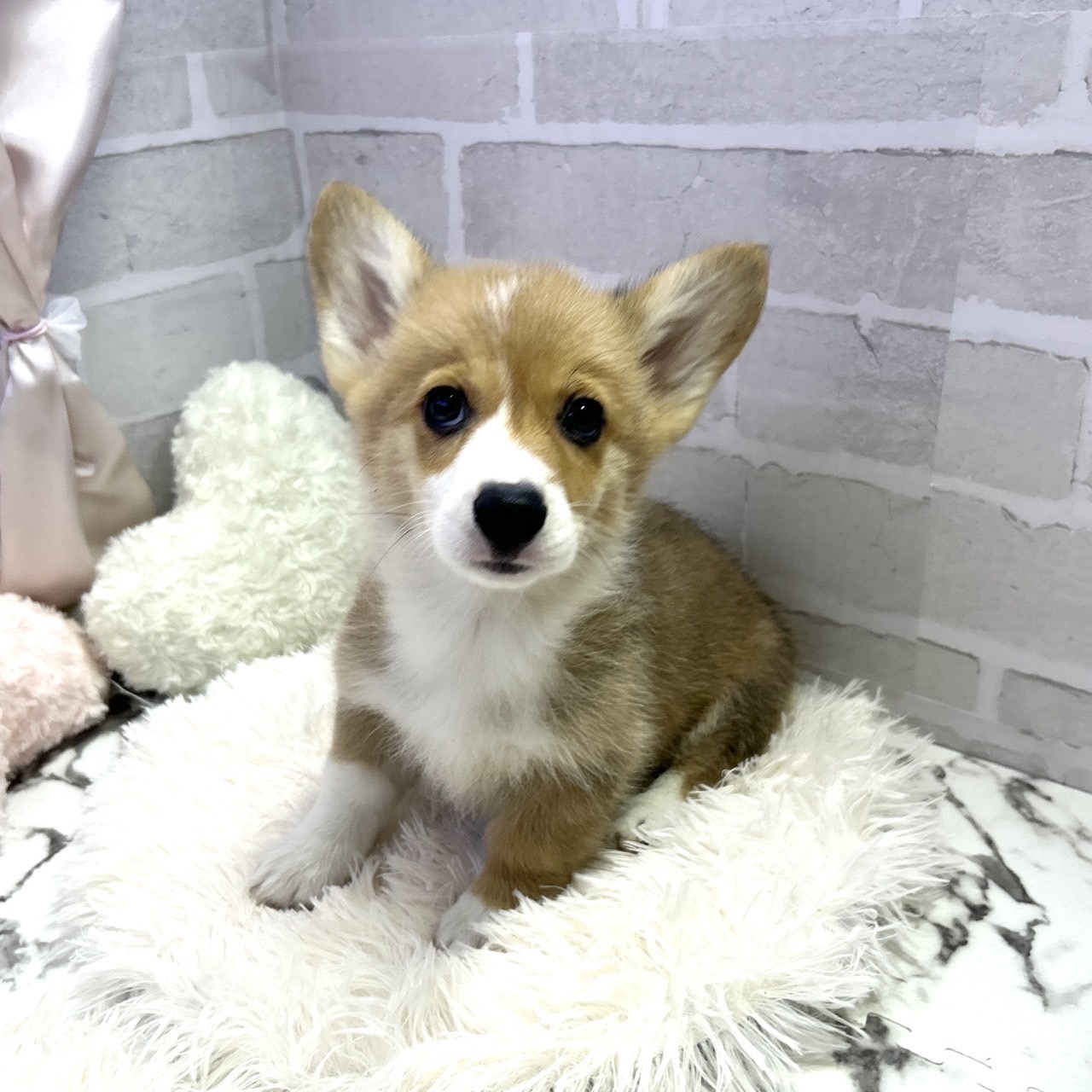 愛知県のウェルシュコーギーペンブローク (犬の家＆猫の里岡崎店/2025年5月13日生まれ/男の子/レッドホワイト)の子犬の4枚目の画像