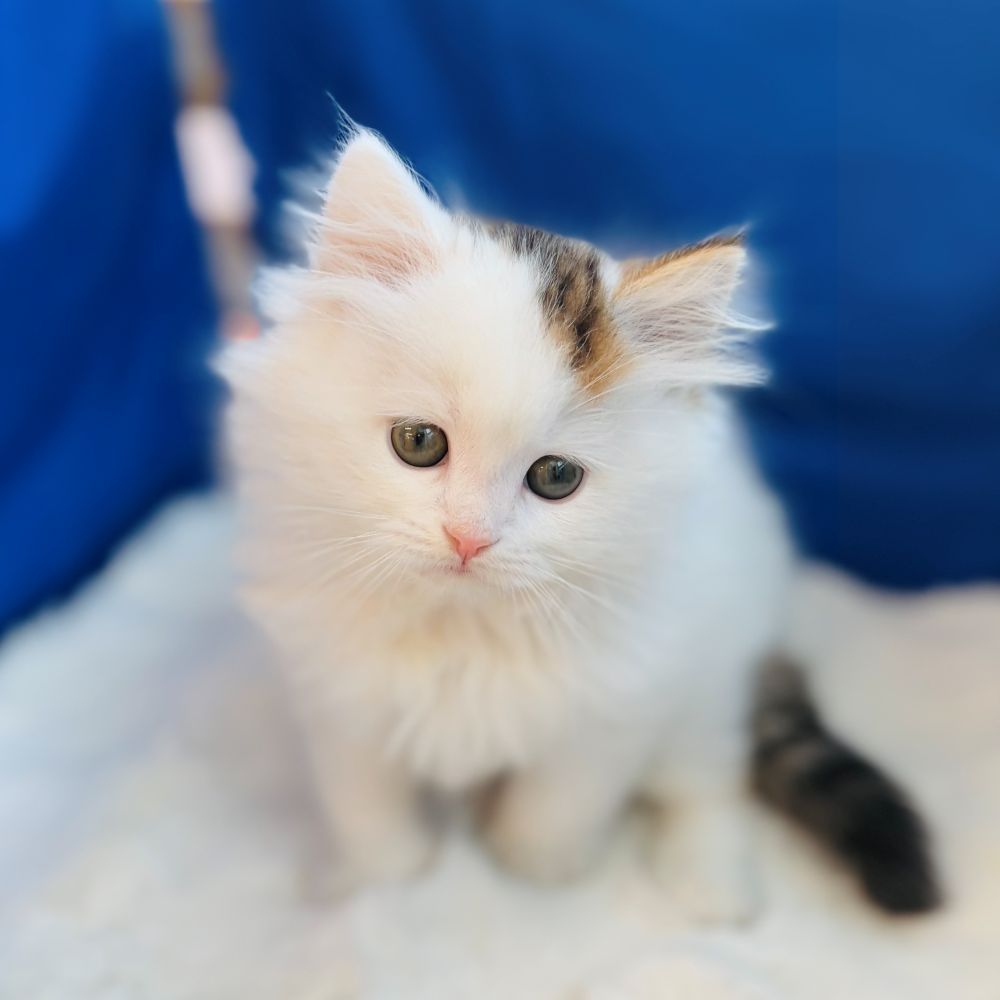 愛知県のスコティッシュストレート (犬の家＆猫の里愛知刈谷店/2025年10月27日生まれ/男の子/ブラウンタビーホワイト)の子猫の4枚目の画像