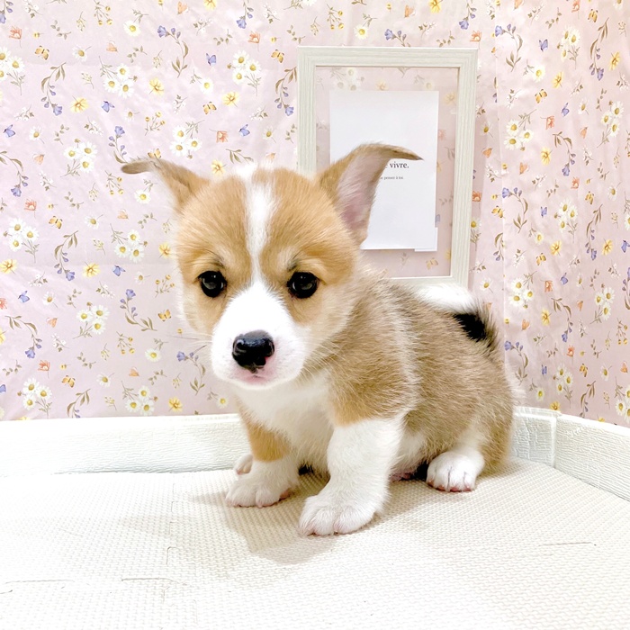 石川県のウェルシュコーギーペンブローク (犬の家＆猫の里金沢店/2025年5月12日生まれ/男の子/レッドホワイト)の子犬の4枚目の画像