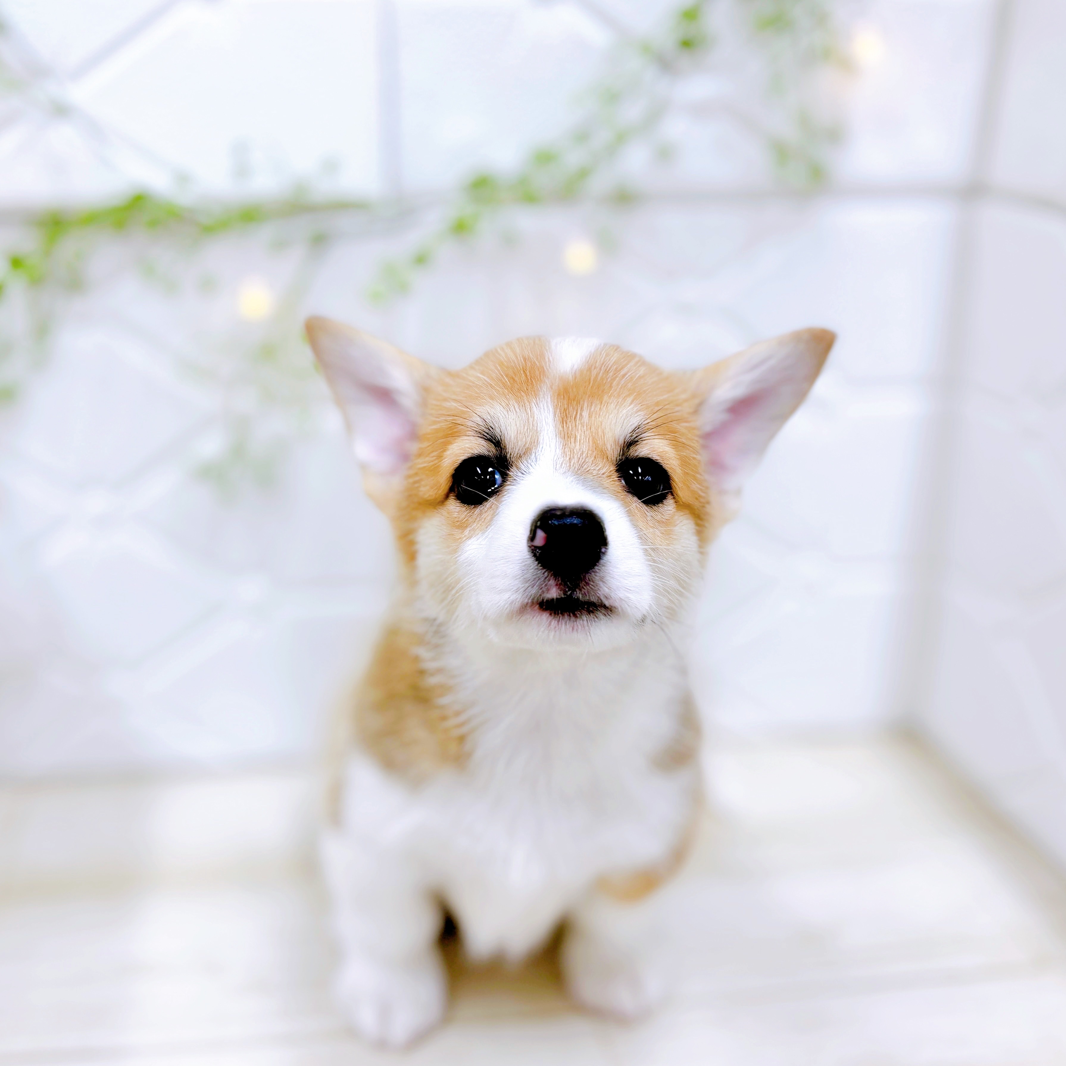 福井県のウェルシュコーギーペンブローク (犬の家＆猫の里アミーゴ福井店/2025年5月12日生まれ/男の子/レッドホワイト)の子犬の4枚目の画像