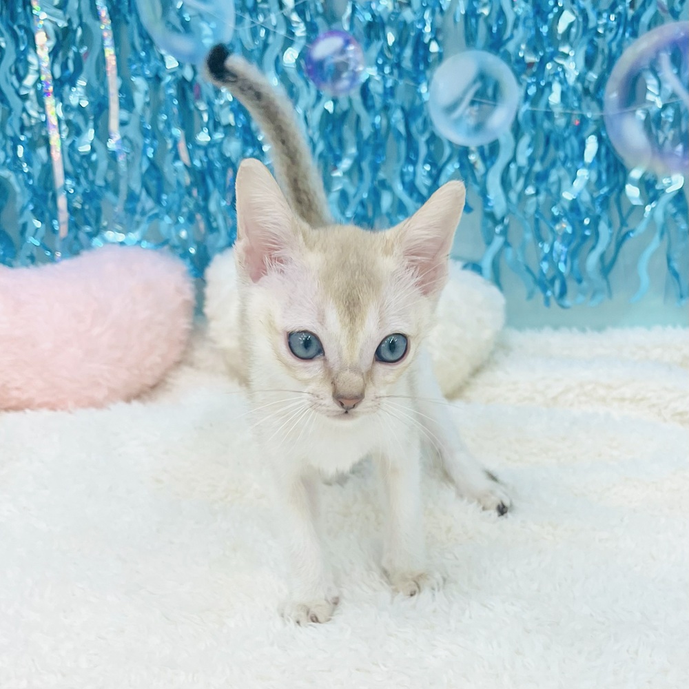 愛知県のシンガプーラ (犬の家＆猫の里エアポートウォーク店/2025年5月12日生まれ/男の子/セピアアグーティ)の子猫の4枚目の画像
