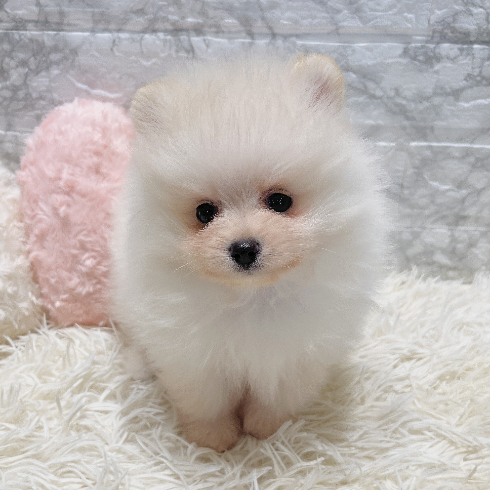 愛知県のポメラニアン (犬の家＆猫の里MiO香久山店/2025年5月14日生まれ/男の子/クリーム)の子犬の1枚目の画像