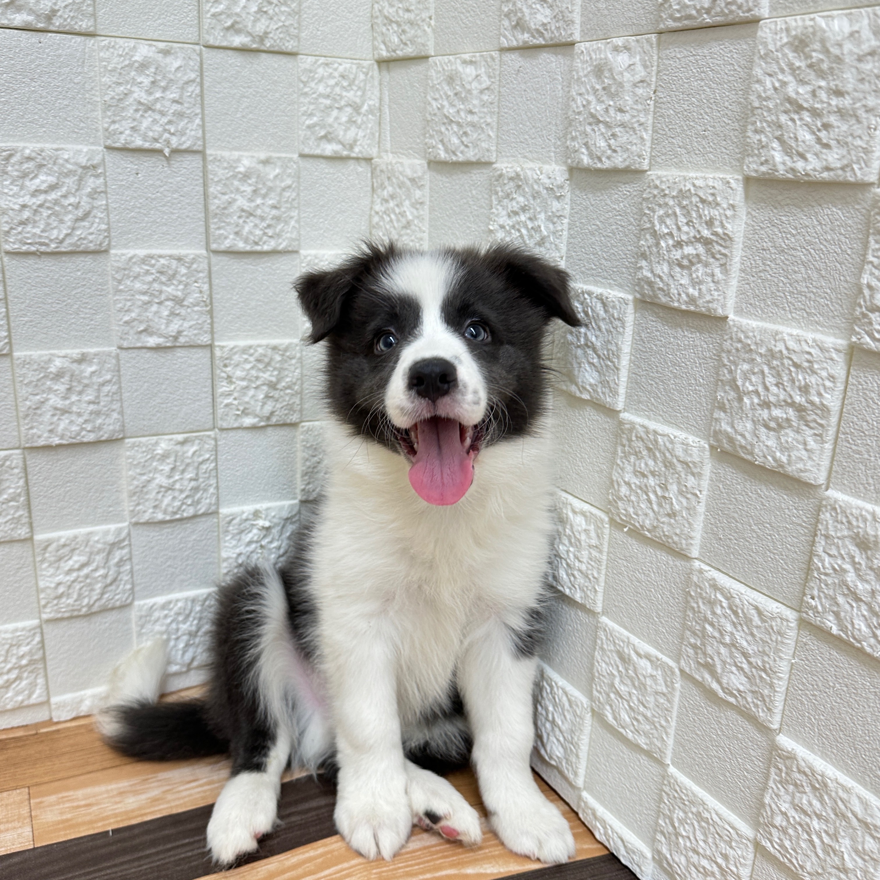 兵庫県のボーダーコリー (犬の家＆猫の里尼崎店/2025年5月11日生まれ/男の子/ブルーホワイト)の子犬の4枚目の画像