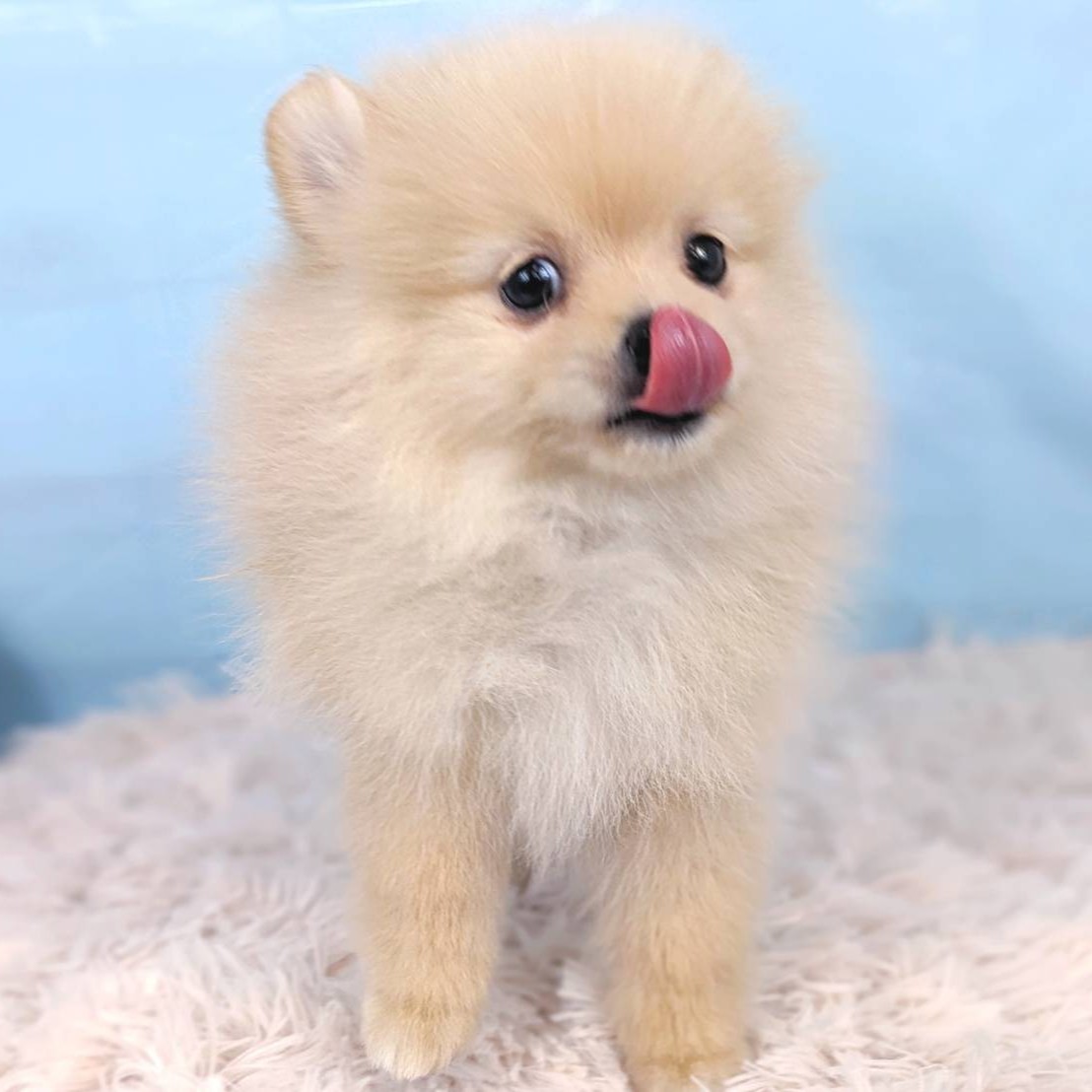 兵庫県のポメラニアン (犬の家＆猫の里川西店/2025年5月12日生まれ/男の子/クリーム)の子犬の4枚目の画像