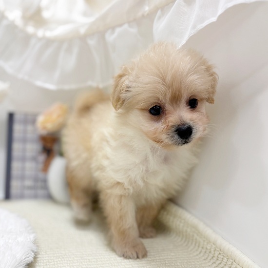 岐阜県のポメプー(ポメラニアン×プードル) (犬の家＆猫の里カラフルタウン岐阜店/2025年5月16日生まれ/男の子/クリーム)の子犬の4枚目の画像