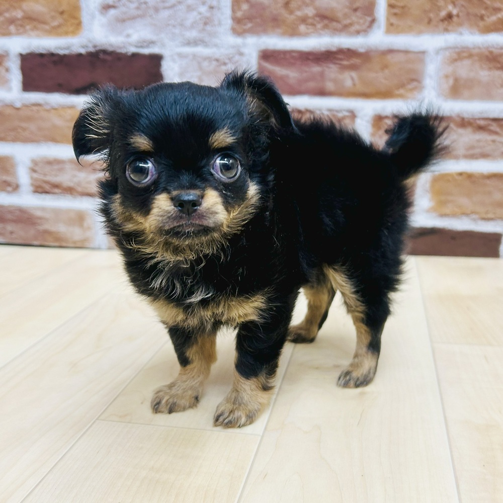 愛知県のチワワ(ロング) (犬の家＆猫の里七宝店/2025年5月15日生まれ/女の子/ブラックタン)の子犬の4枚目の画像