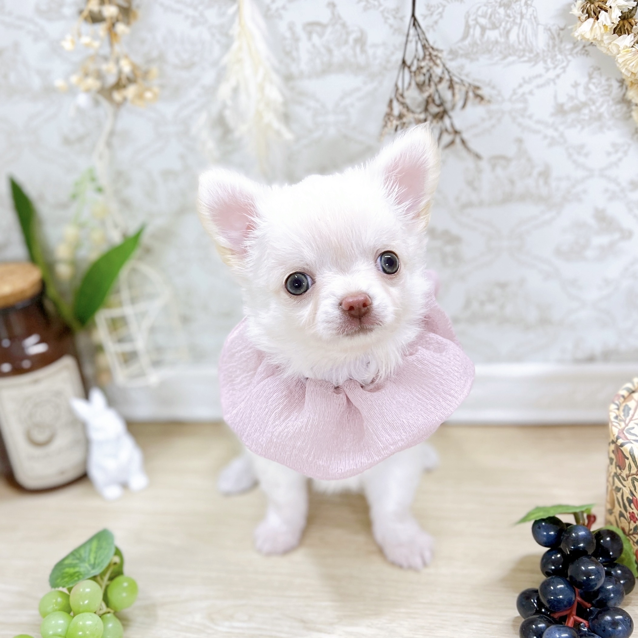 福井県のチワワ(ロング) (犬の家＆猫の里アミーゴ福井大和田店/2025年5月16日生まれ/女の子/クリーム)の子犬の4枚目の画像