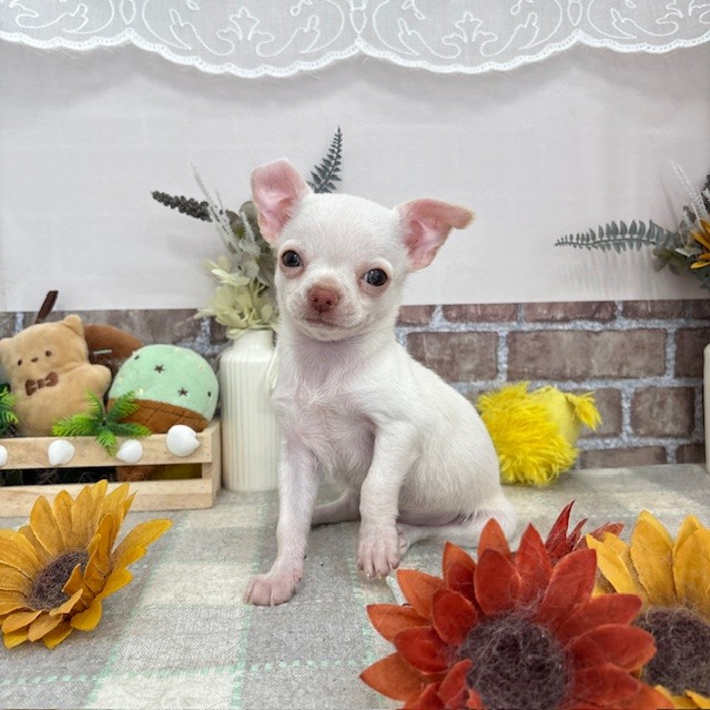 愛知県のチワワ(スムース) (犬の家＆猫の里碧南店/2025年5月16日生まれ/男の子/クリーム)の子犬の4枚目の画像