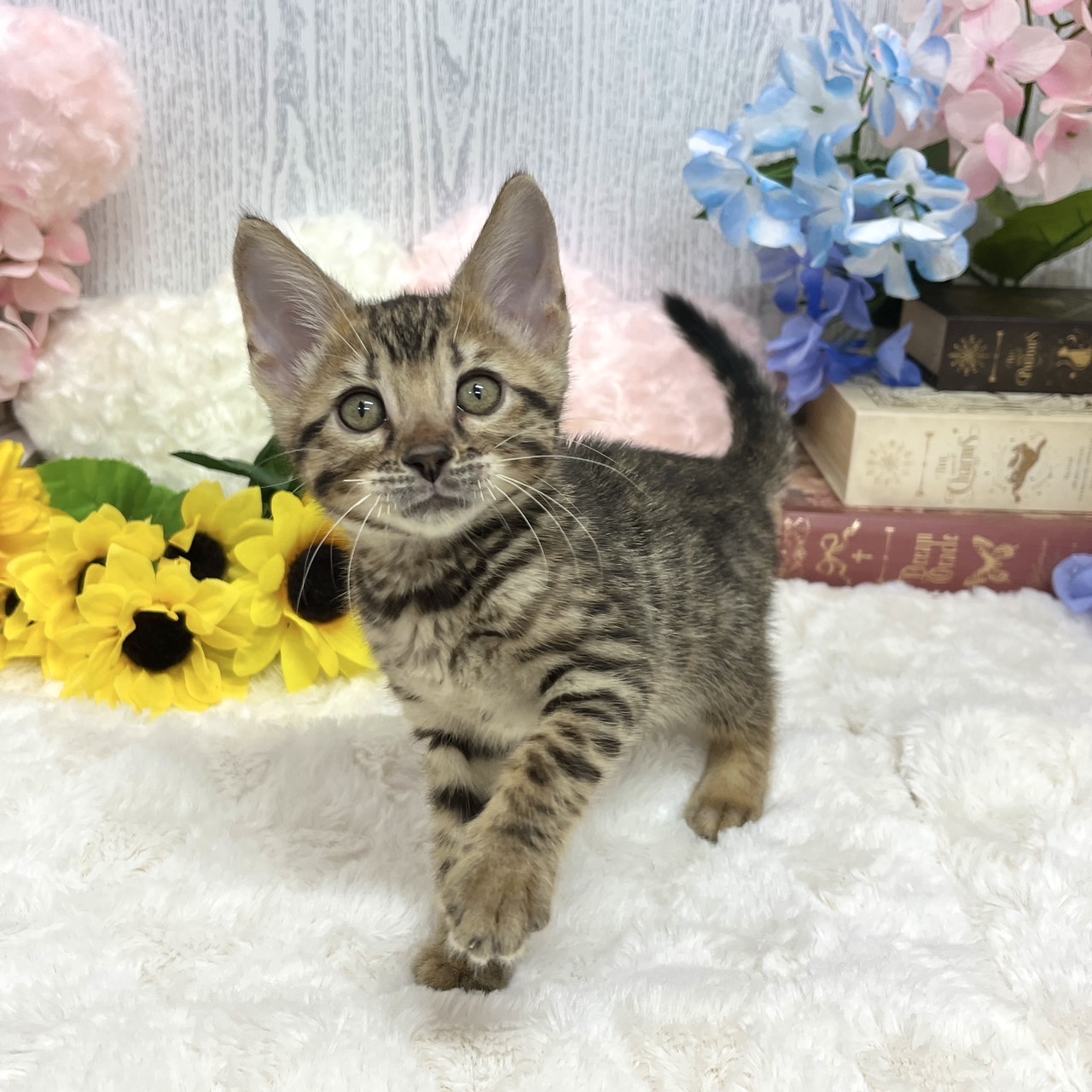 神奈川県のベンガル (犬の家＆猫の里相模原店/2025年5月15日生まれ/女の子/ブラウンスポットタビー)の子猫の1枚目の画像