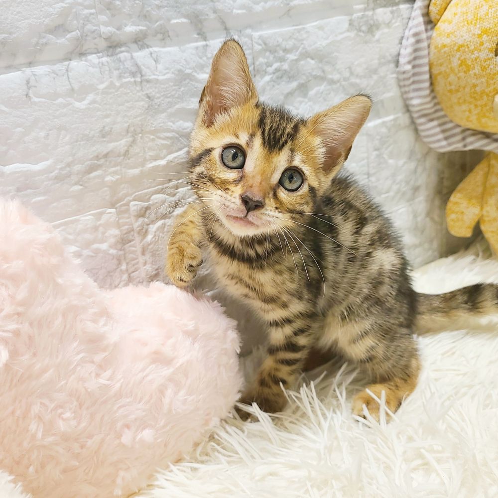 愛知県のベンガル (犬の家＆猫の里MiO香久山店/2025年5月15日生まれ/女の子/ブラウンスポットタビー)の子猫の4枚目の画像