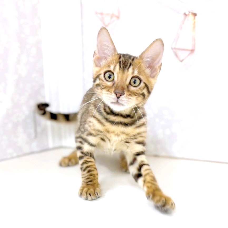 富山県のベンガル (犬の家＆猫の里アミーゴ高岡蓮花寺店/2025年5月15日生まれ/男の子/ブラウンスポットタビー)の子猫の4枚目の画像