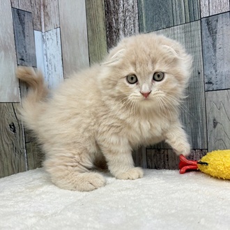 静岡県のスコティッシュフォールド (犬の家＆猫の里マークイズ静岡店/2025年5月15日生まれ/男の子/クリームタビー)の子猫の4枚目の画像