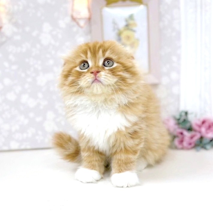 富山県のスコティッシュフォールド (犬の家＆猫の里アミーゴ高岡蓮花寺店/2025年5月15日生まれ/女の子/レッドタビーホワイト)の子猫の4枚目の画像