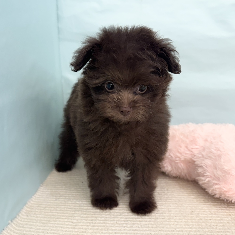 愛知県のポメプー(ポメラニアン×プードル) (犬の家＆猫の里春日井本店/2025年5月15日生まれ/女の子/チョコレート)の子犬の4枚目の画像