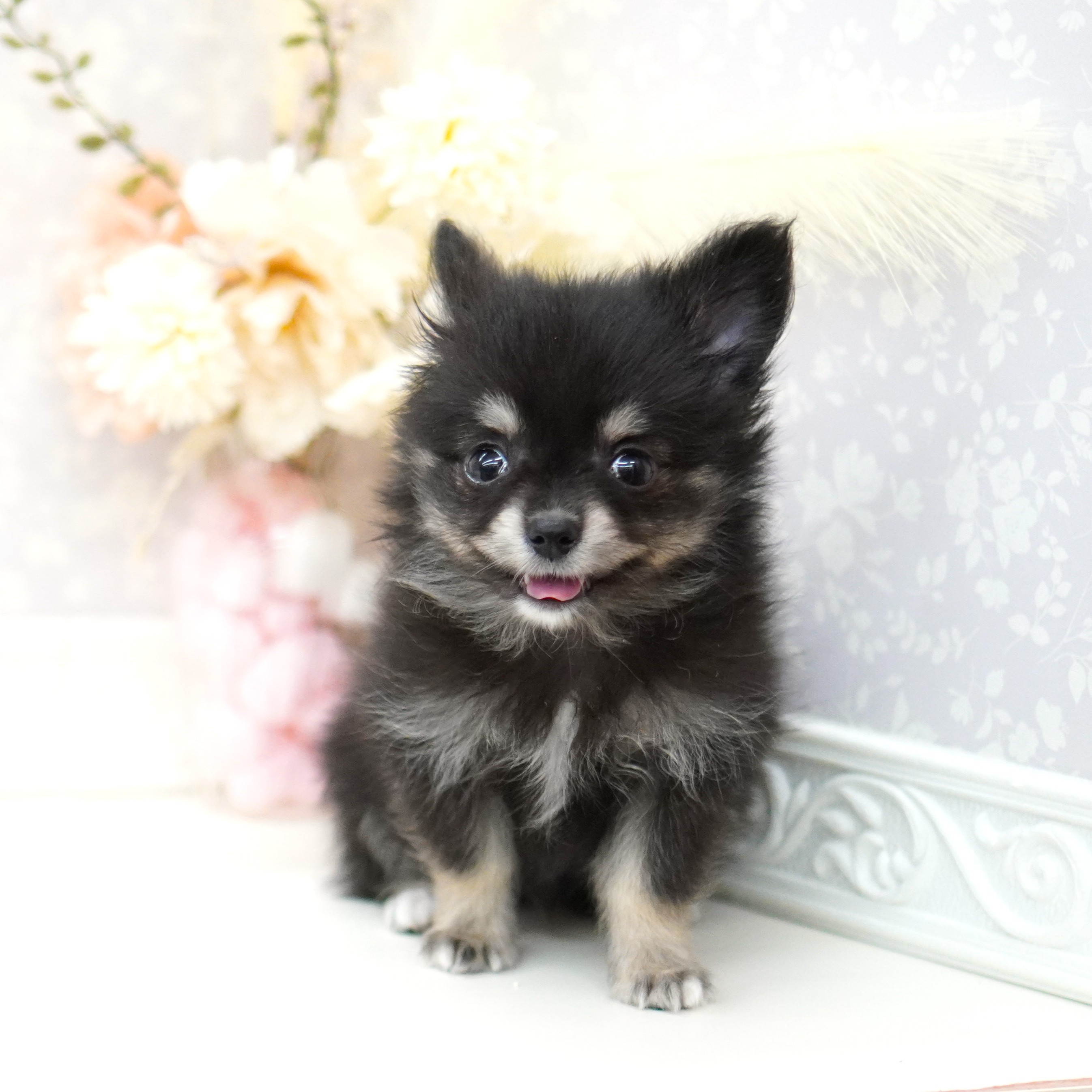 ポメラニアンクロページ ポメ柴(ポメラニアン×柴犬)【千葉県・女の子・2023年12月2日
