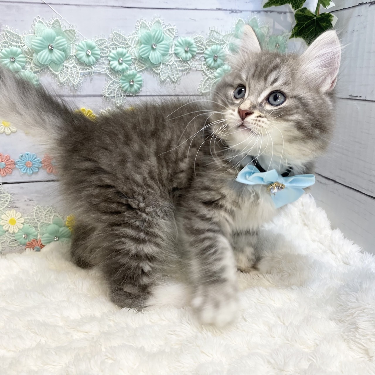 長野県のラガマフィン (犬の家＆猫の里カインズ梓川店/2025年5月14日生まれ/男の子/ブルータビーホワイト)の子猫の4枚目の画像