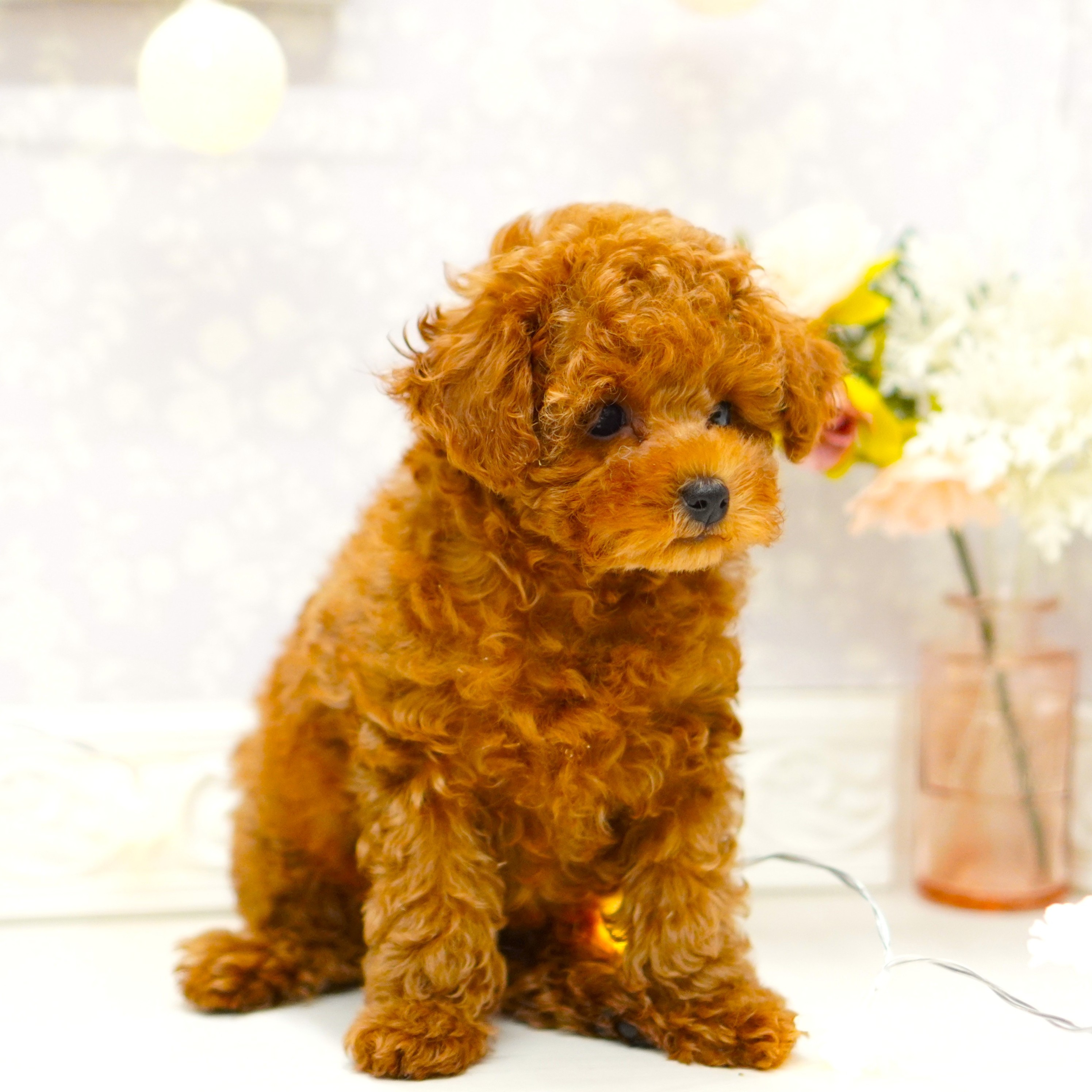 富山県のトイプードル(トイ) (犬の家＆猫の里アミーゴ山室店/2025年5月14日生まれ/男の子/レッドフォーン)の子犬の4枚目の画像