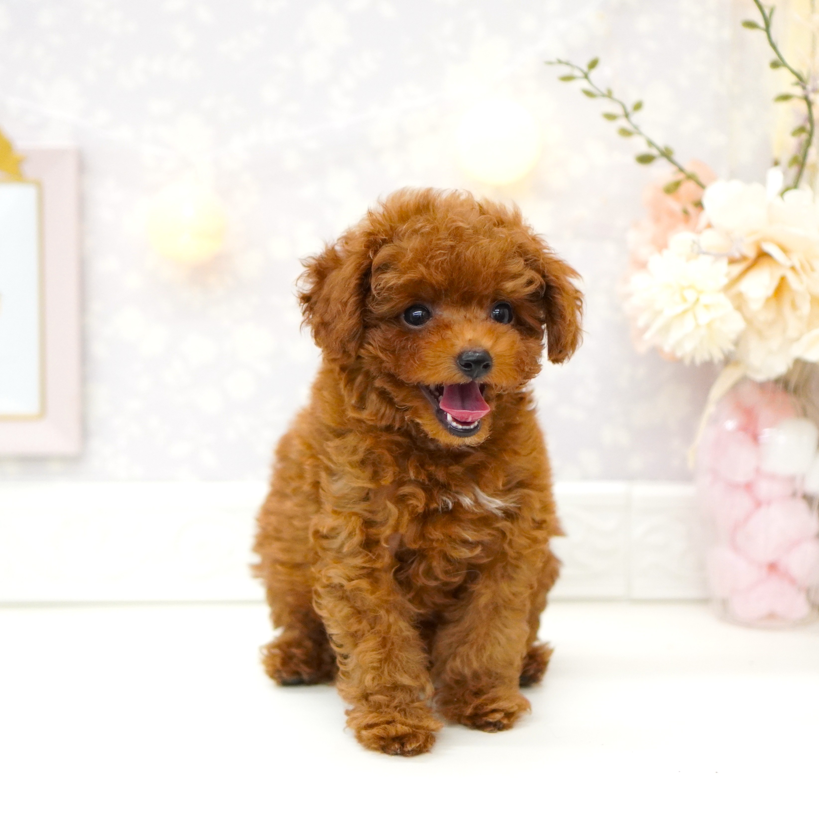 富山県のトイプードル(トイ) (犬の家＆猫の里富山店/2025年5月15日生まれ/男の子/レッドフォーン)の子犬の4枚目の画像