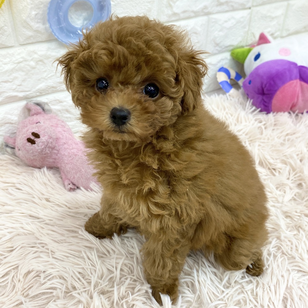 愛知県のトイプードル(トイ) (犬の家＆猫の里MEGAドン・キホーテ東海名和店/2025年5月17日生まれ/女の子/レッドフォーン)の子犬の4枚目の画像