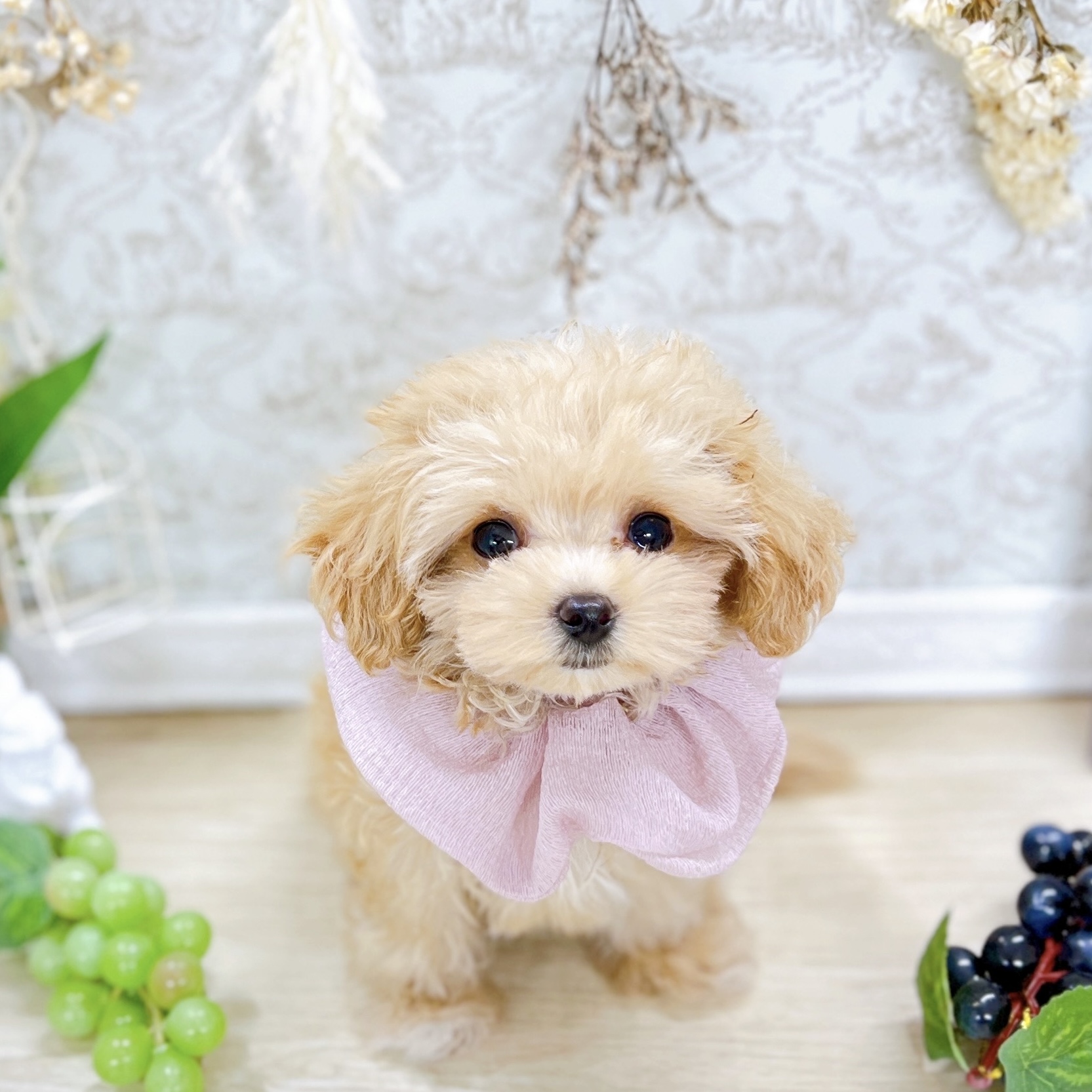 ハーフ犬女の子の写真