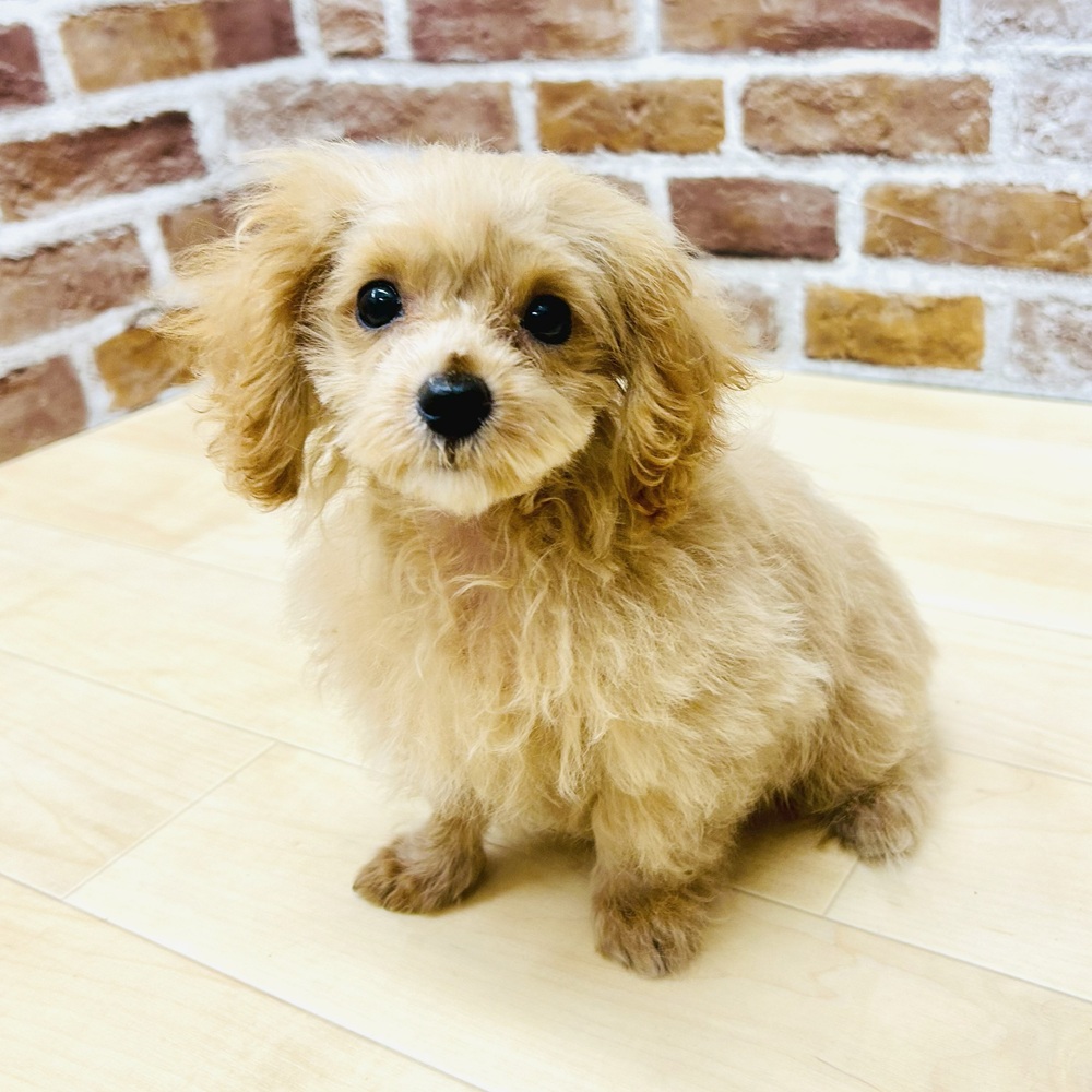 愛知県のマルプー(マルチーズ×プードル) (犬の家＆猫の里七宝店/2025年5月16日生まれ/男の子/アプリコット)の子犬の4枚目の画像