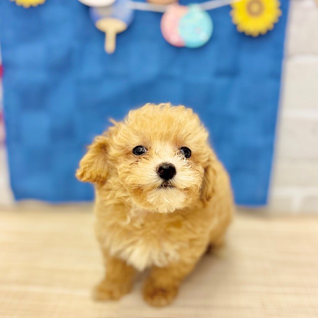 静岡県のマルプー(マルチーズ×プードル) (犬の家＆猫の里プレ葉ウォーク浜北店/2025年5月16日生まれ/男の子/アプリコットホワイト)の子犬の4枚目の画像
