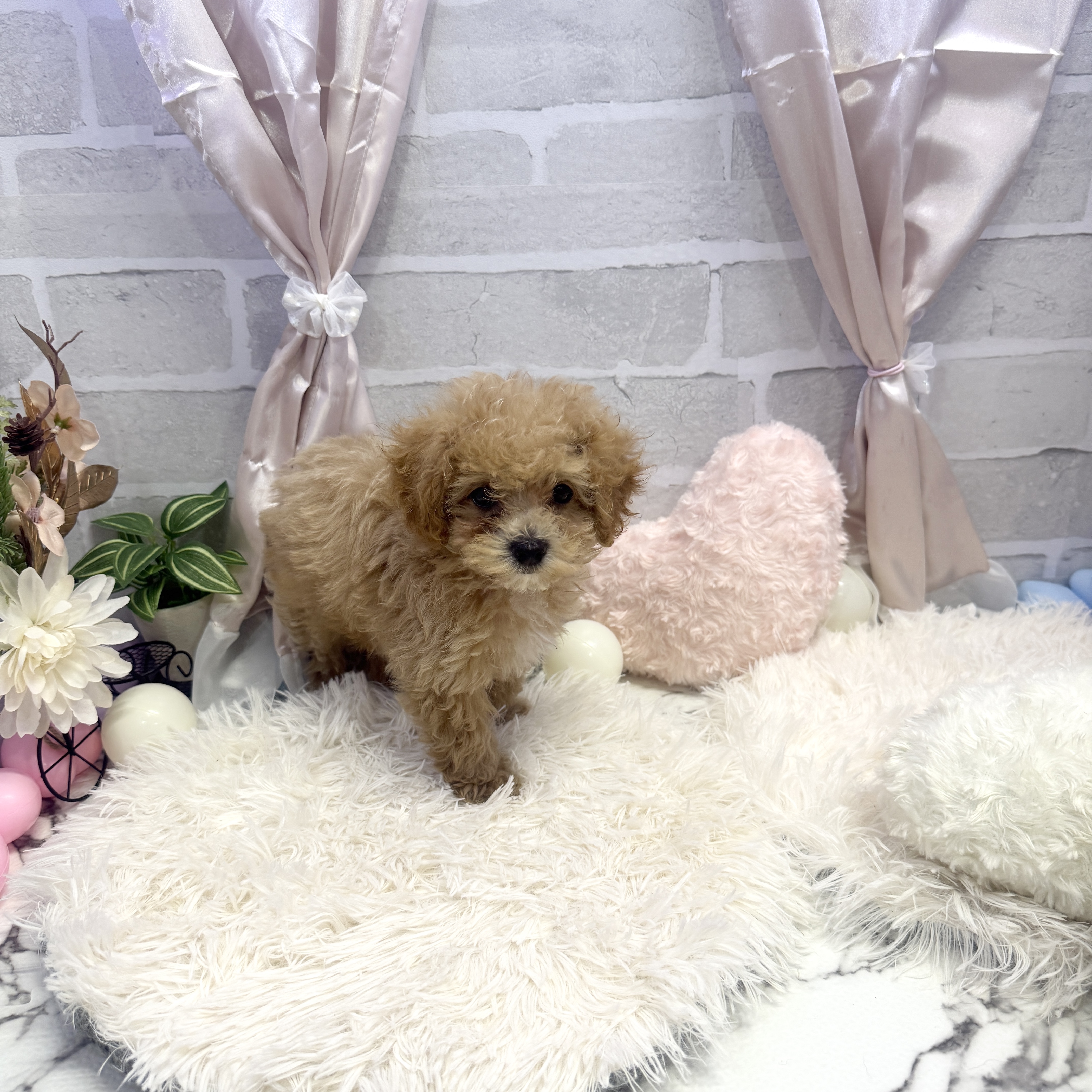 愛知県のマルプー(マルチーズ×プードル) (犬の家＆猫の里岡崎店/2025年5月16日生まれ/男の子/アプリコット)の子犬の4枚目の画像