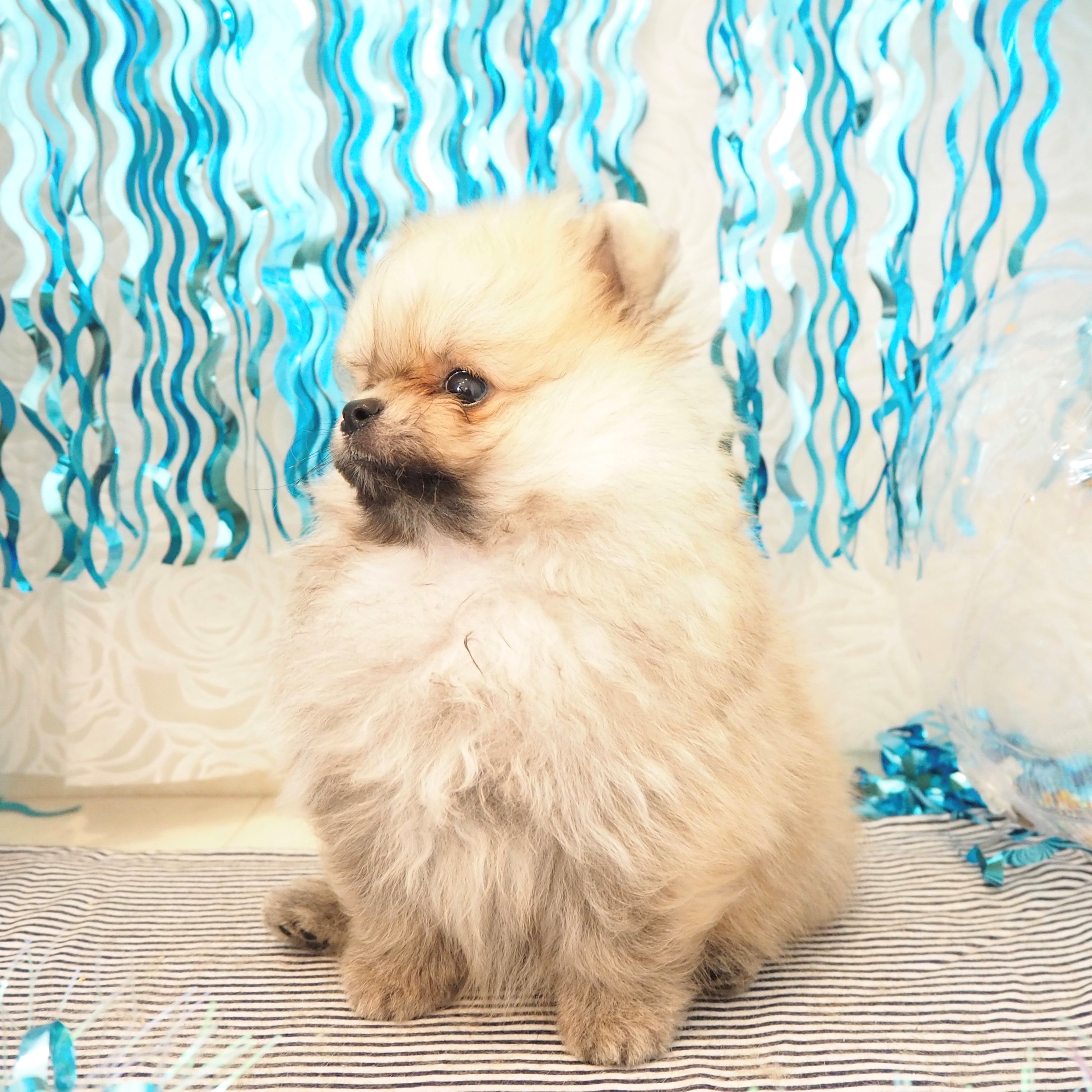大阪府のポメラニアン (犬の家＆猫の里もりのみやキューズモールBASE店/2025年5月15日生まれ/男の子/オレンジセーブル)の子犬の4枚目の画像