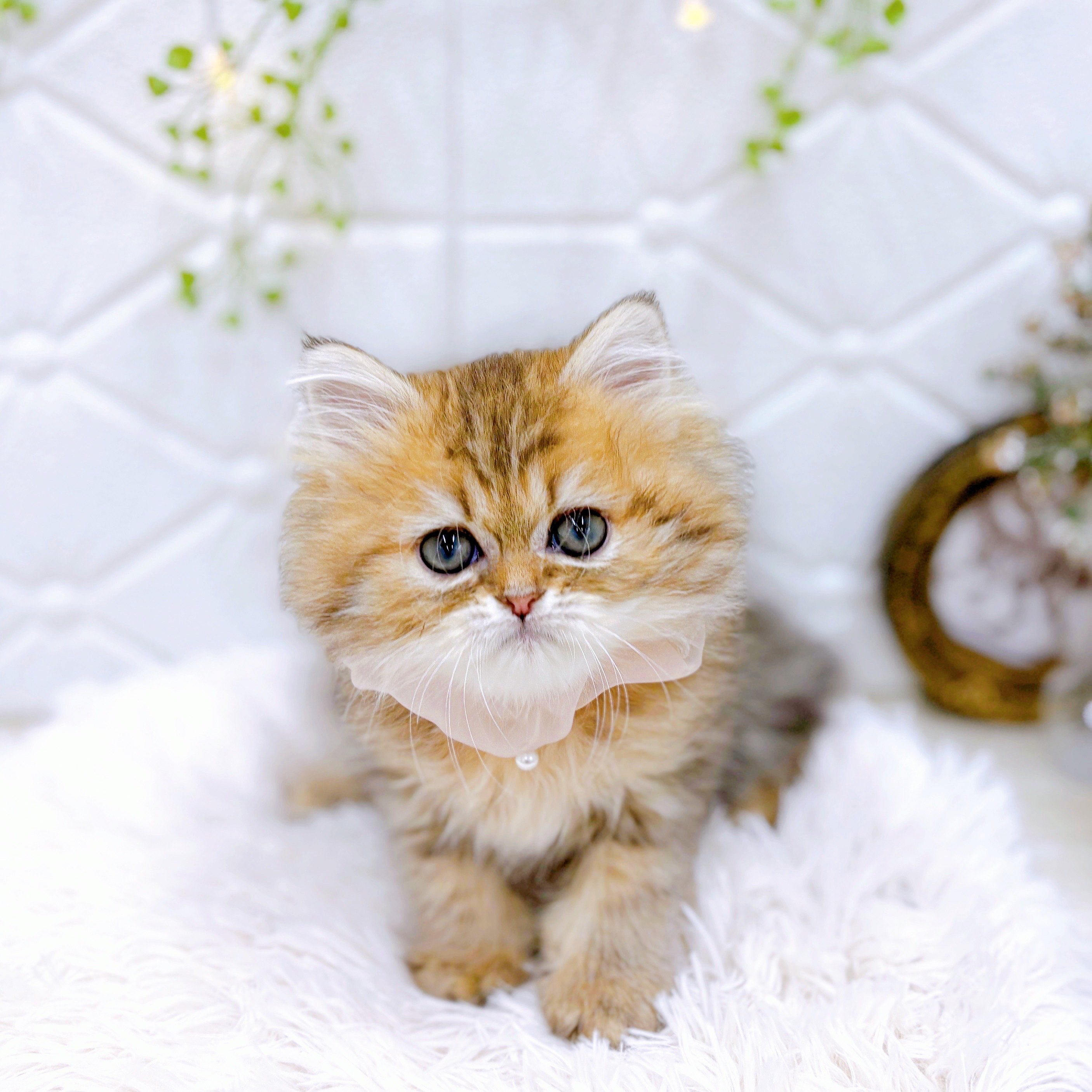 福井県のペルシャ (犬の家＆猫の里アミーゴ福井店/2025年5月16日生まれ/女の子/チンチラゴールデン)の子猫の4枚目の画像