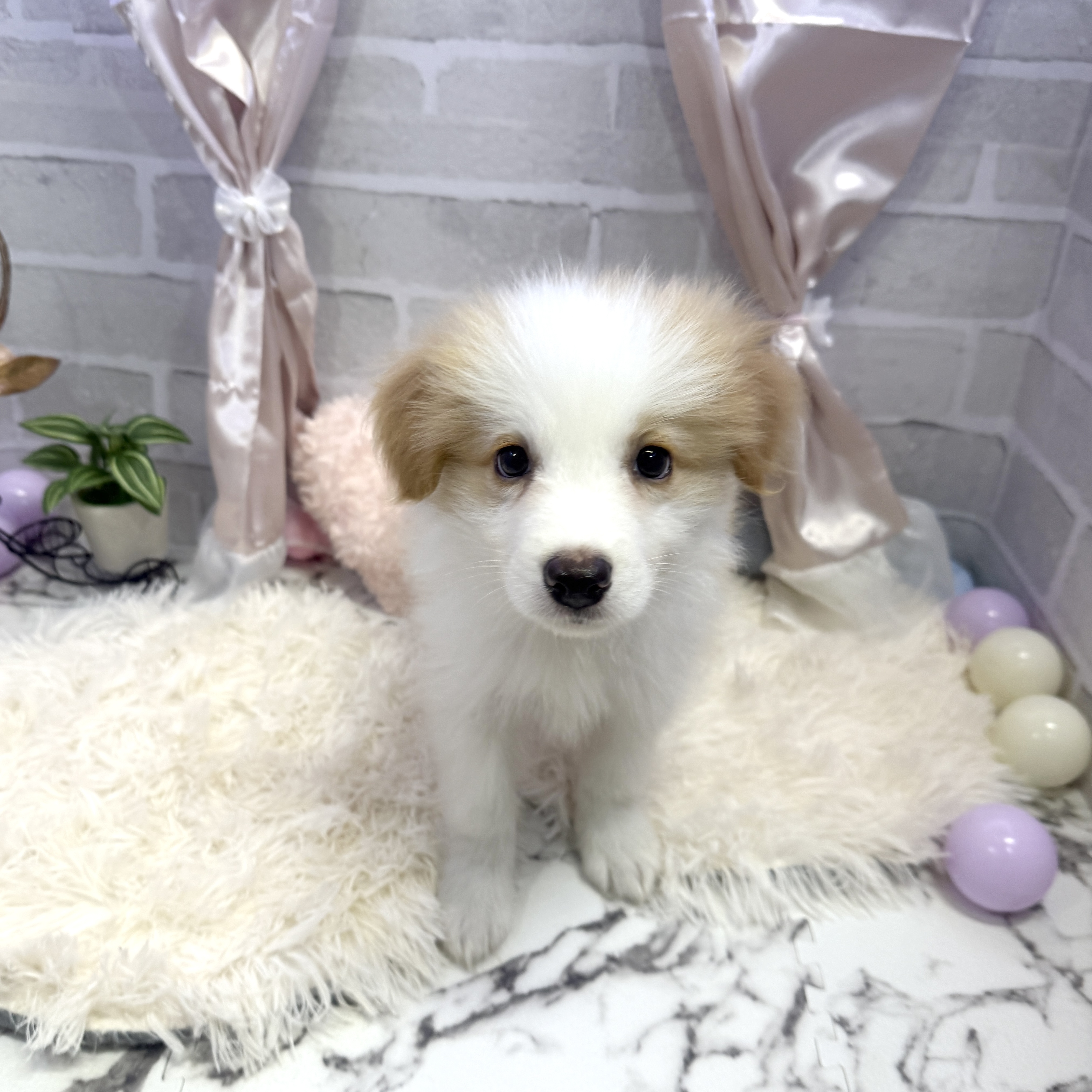 愛知県のボーダーコリー (犬の家＆猫の里岡崎店/2025年5月18日生まれ/男の子/クリームホワイト)の子犬の4枚目の画像