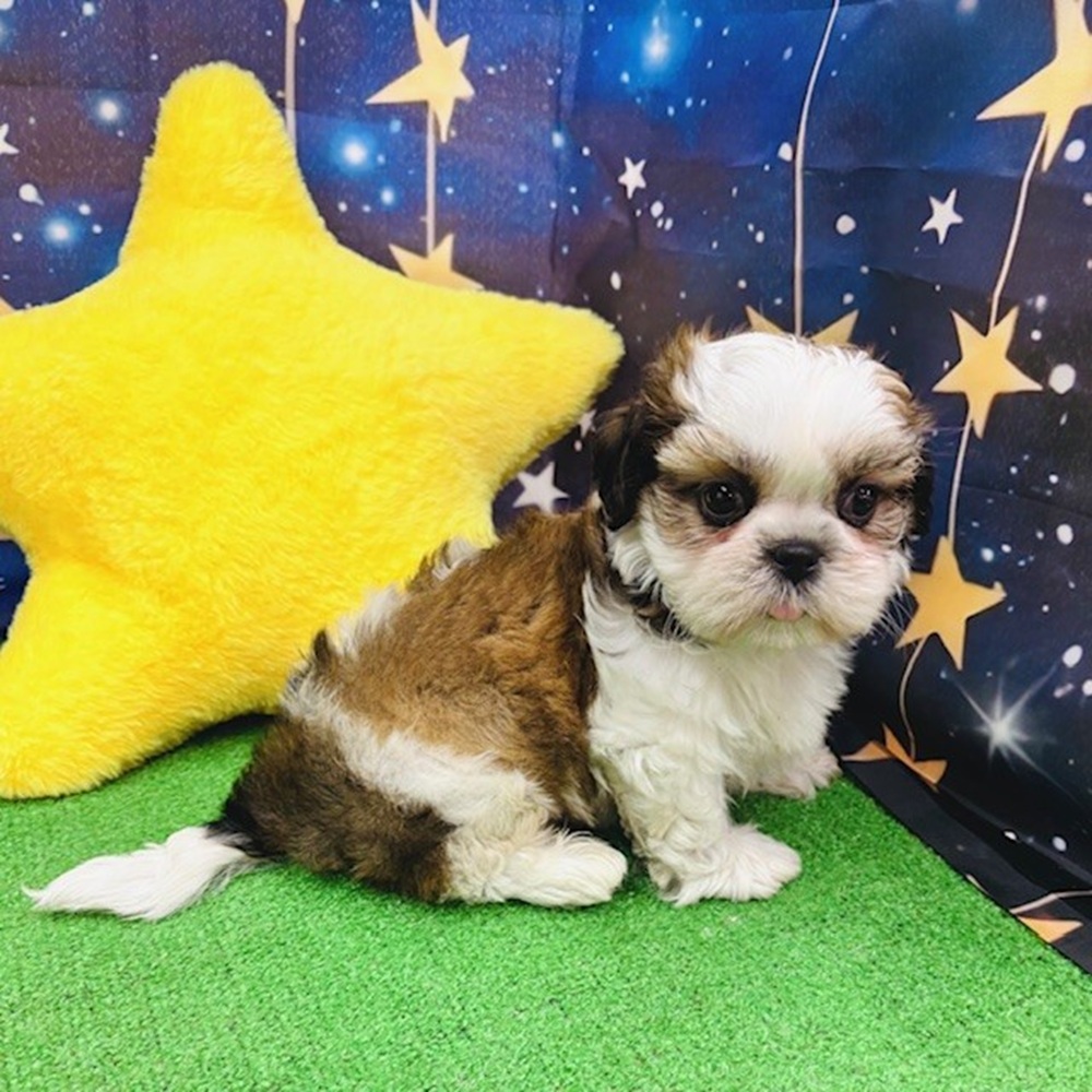 愛知県のシーズー (犬の家＆猫の里名古屋天白店/2025年5月18日生まれ/男の子/ゴールドホワイト)の子犬の4枚目の画像