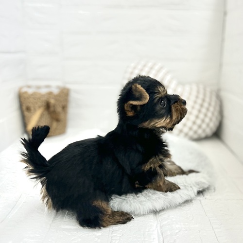 愛知県のヨークシャーテリア (犬の家＆猫の里豊川インター店/2025年5月16日生まれ/男の子/スチールブルータン)の子犬の4枚目の画像