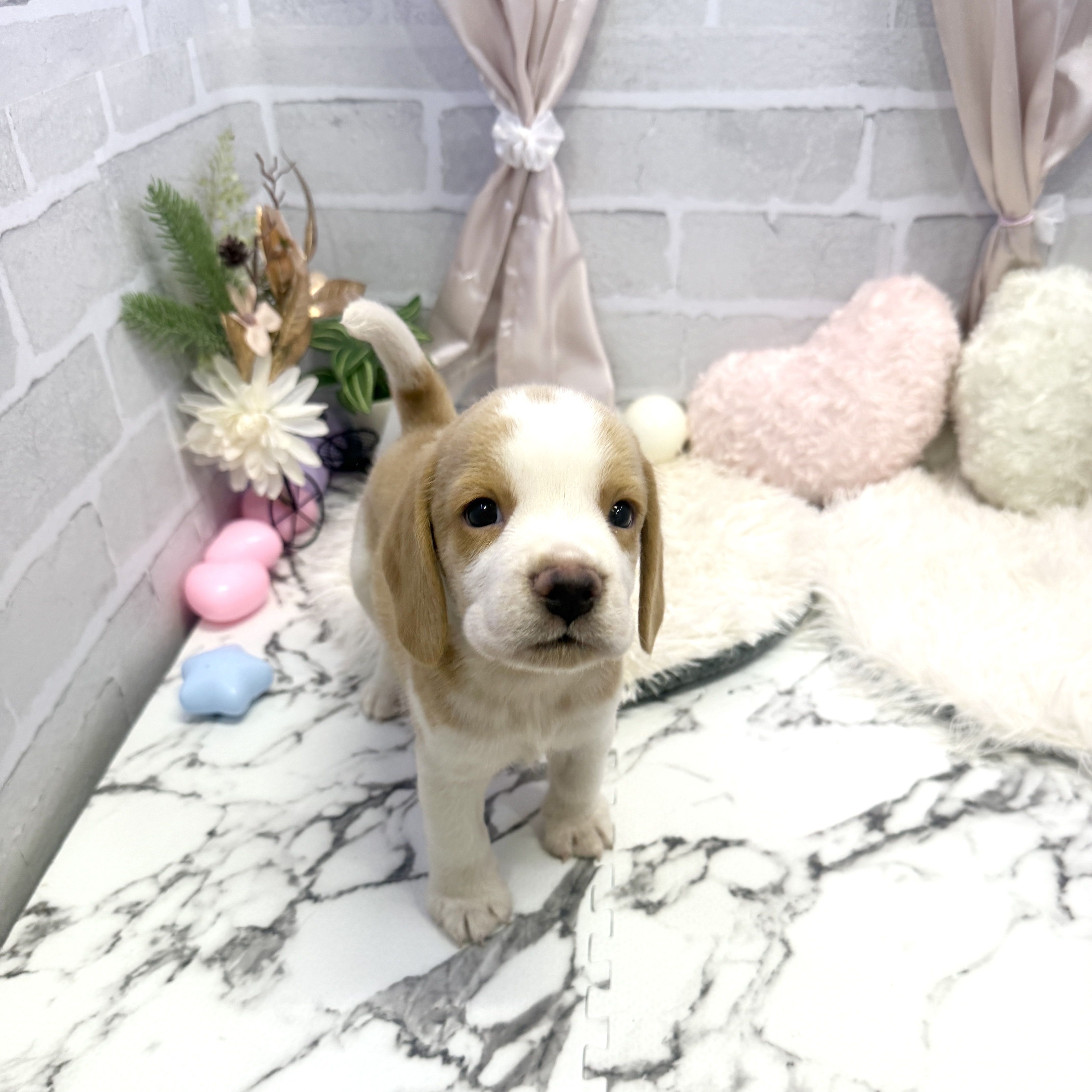 愛知県のビーグル (犬の家＆猫の里岡崎店/2025年5月17日生まれ/男の子/レモンホワイト)の子犬の4枚目の画像