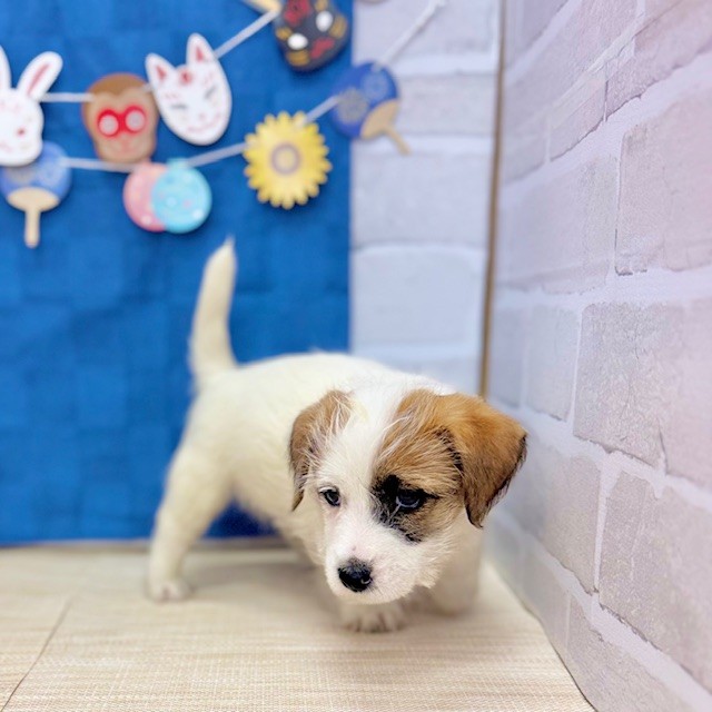 静岡県のジャックラッセルテリア (犬の家＆猫の里プレ葉ウォーク浜北店/2025年5月18日生まれ/男の子/ホワイトタン)の子犬の4枚目の画像
