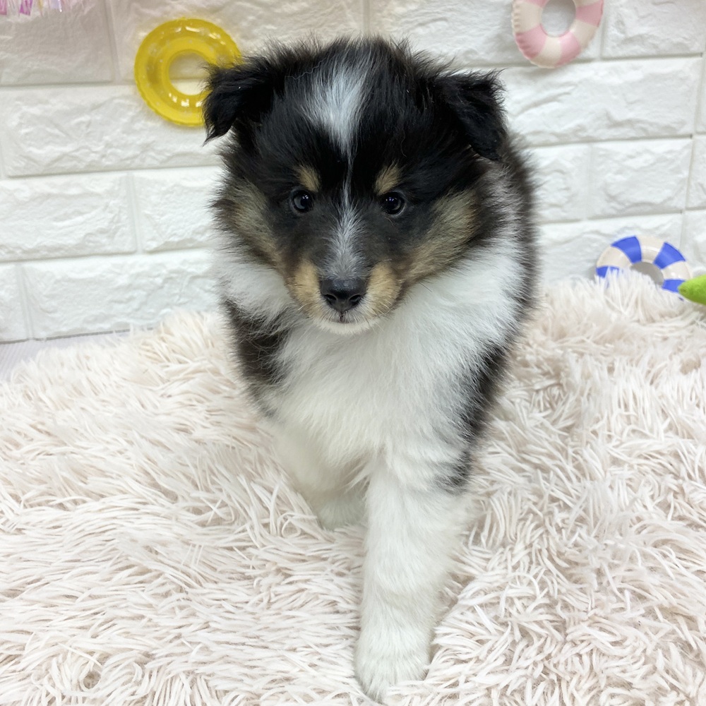 愛知県のシェットランドシープドッグ (犬の家＆猫の里MEGAドン・キホーテ東海名和店/2025年5月17日生まれ/男の子/ブラックホワイトタン)の子犬の1枚目の画像