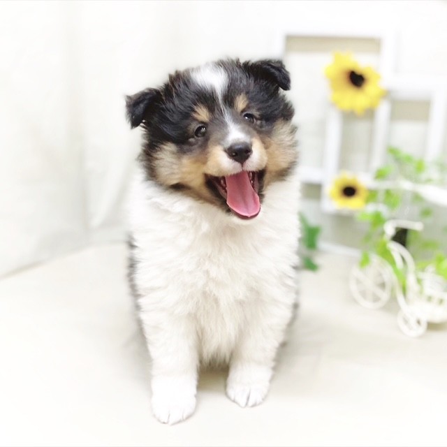 静岡県のシェットランドシープドッグ (犬の家＆猫の里藤枝店/2025年5月17日生まれ/女の子/ブラックホワイトタン)の子犬の4枚目の画像