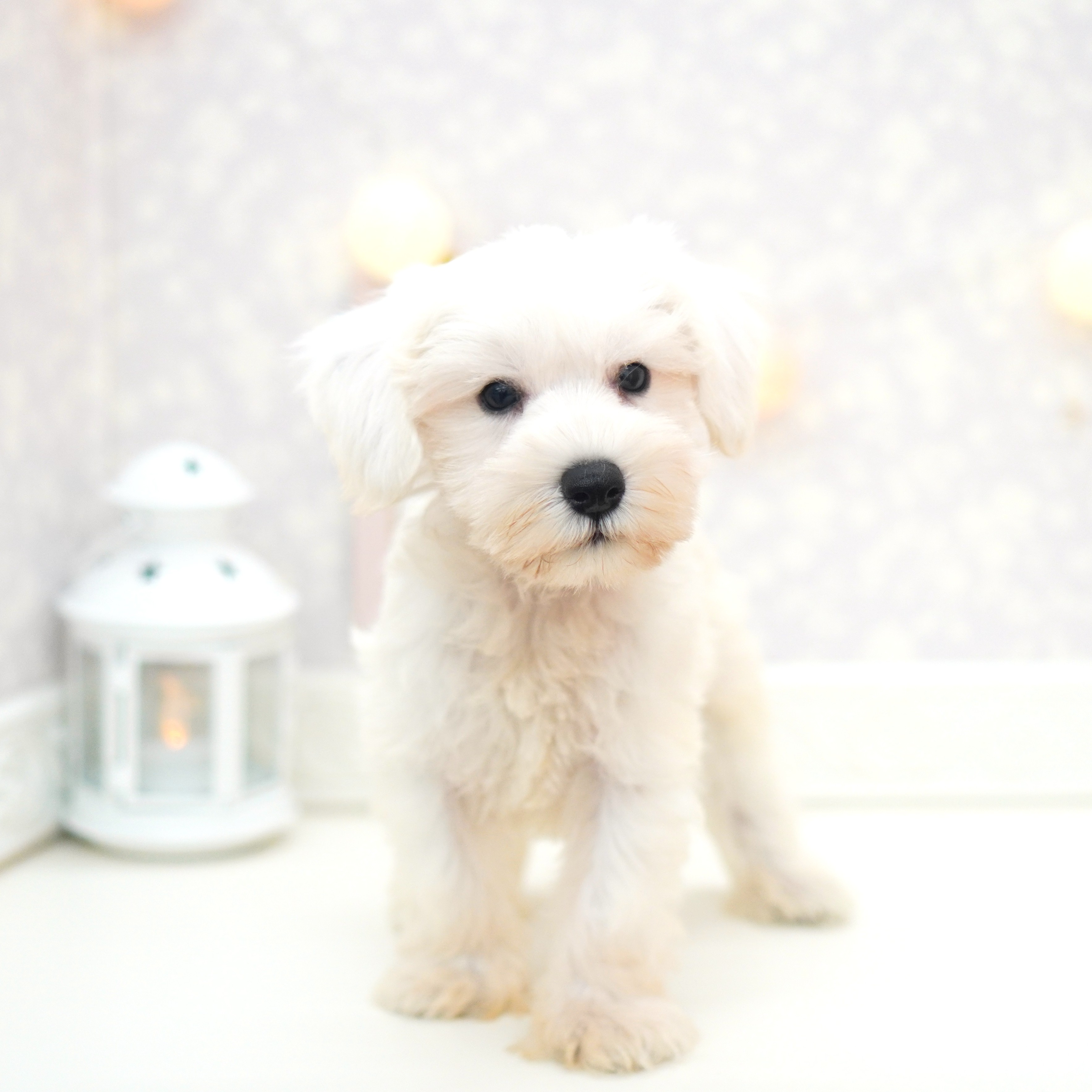 富山県のミニチュアシュナウザー (犬の家＆猫の里富山店/2025年5月16日生まれ/男の子/ホワイト)の子犬の4枚目の画像