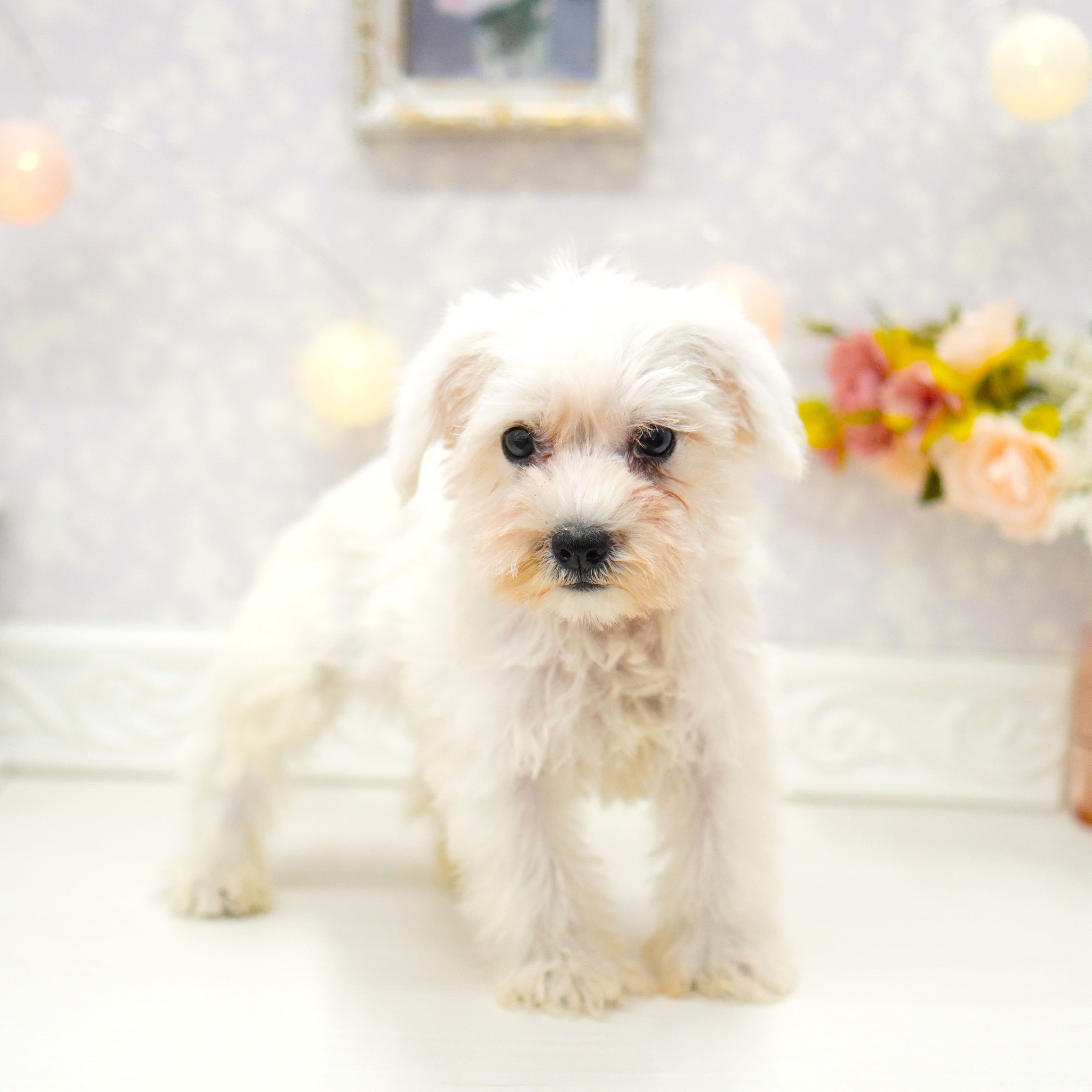 富山県のミニチュアシュナウザー (犬の家＆猫の里アミーゴ山室店/2025年5月16日生まれ/女の子/ホワイト)の子犬の4枚目の画像