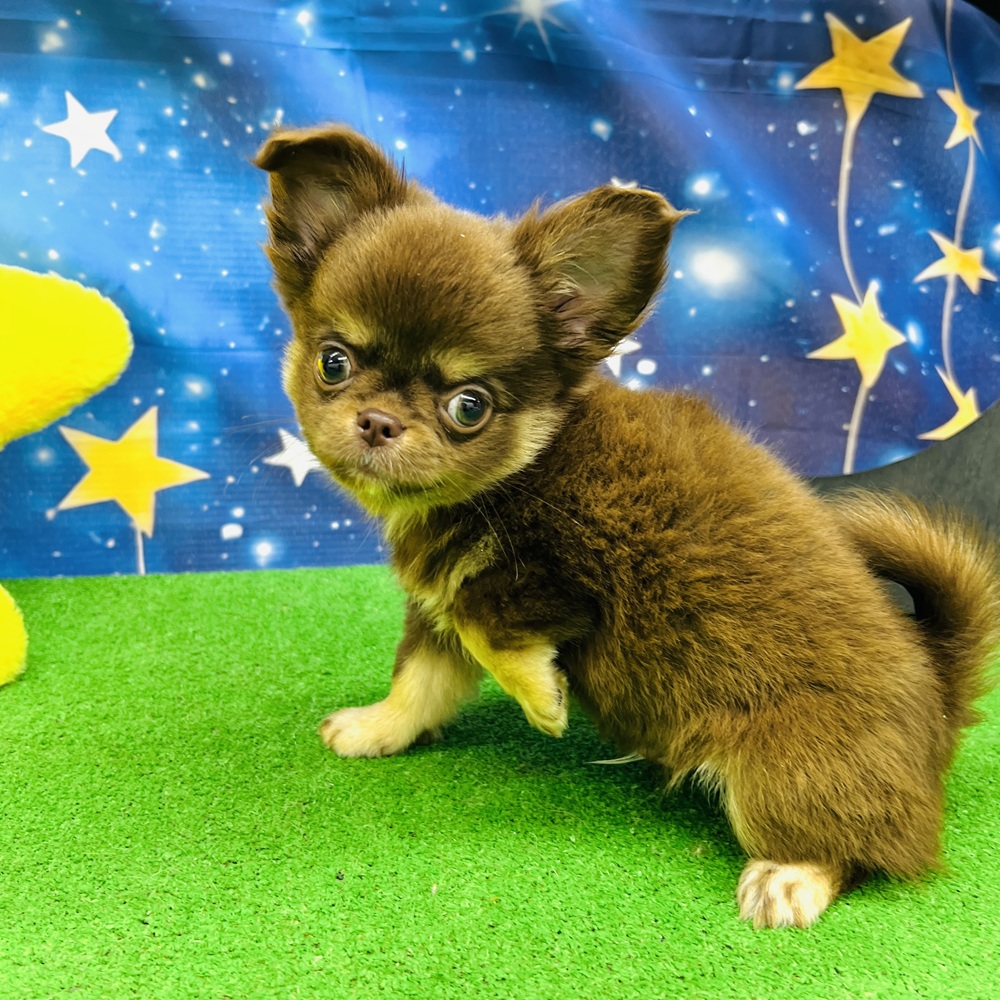 愛知県のチワワ(ロング) (犬の家＆猫の里名古屋天白店/2025年5月17日生まれ/男の子/チョコレートタン)の子犬の4枚目の画像