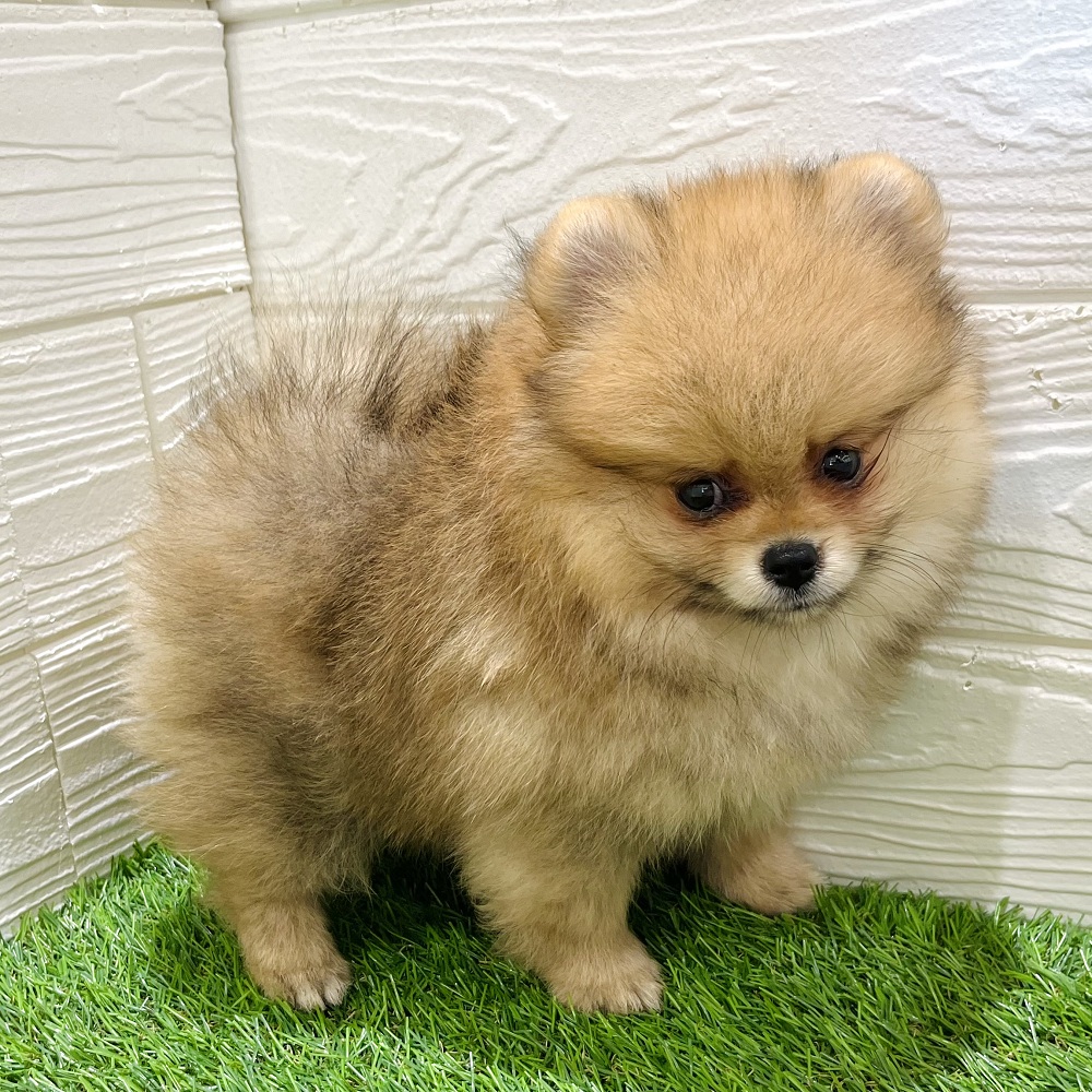 愛知県のポメラニアン (犬の家＆猫の里豊田店/2025年5月14日生まれ/女の子/オレンジ)の子犬の1枚目の画像