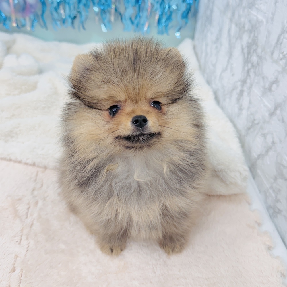 愛知県のポメラニアン (犬の家＆猫の里エアポートウォーク店/2025年5月14日生まれ/女の子/オレンジセーブル)の子犬の4枚目の画像