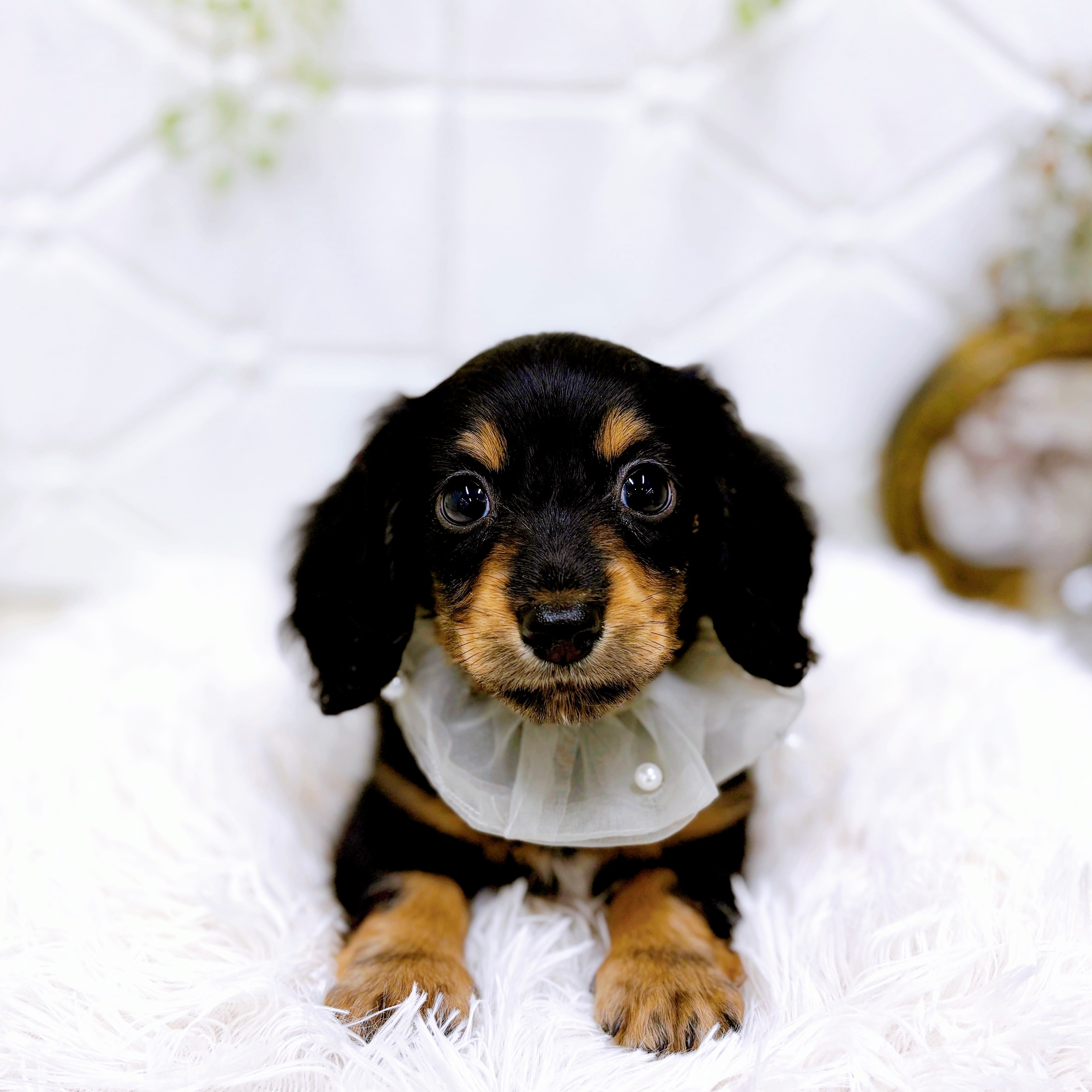 福井県のミニチュアダックスフンド(ロング) (犬の家＆猫の里アミーゴ福井店/2025年5月7日生まれ/男の子/ブラックタン)の子犬の4枚目の画像