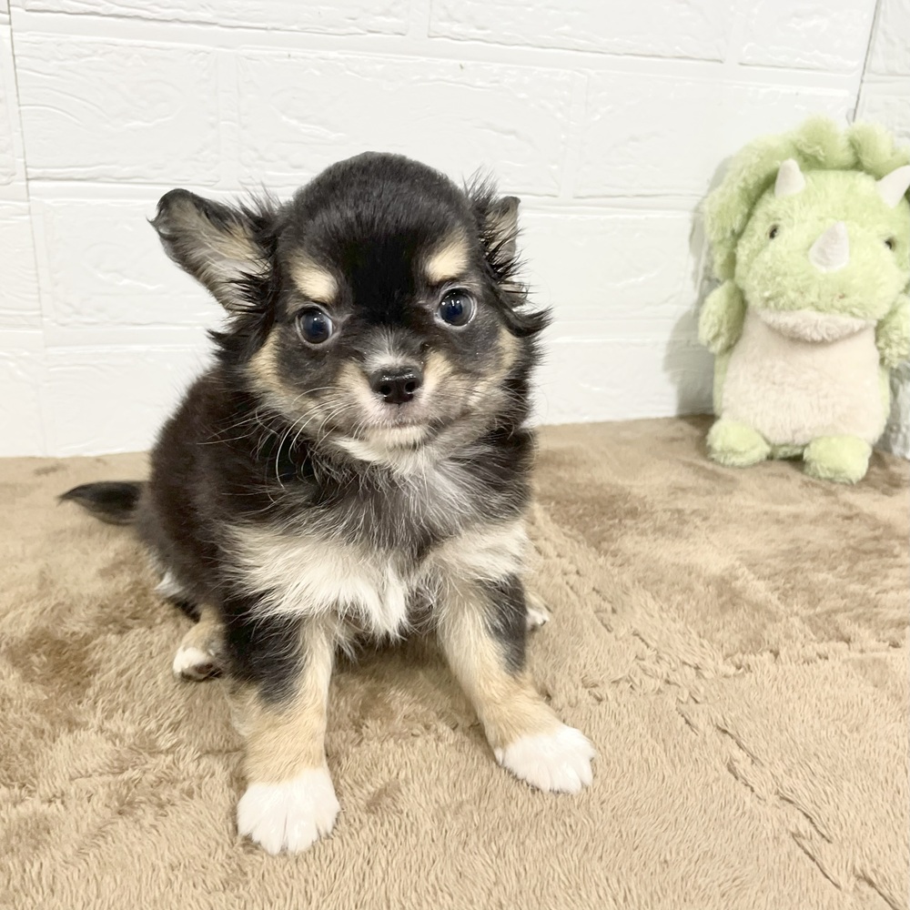兵庫県のチワワ(ロング) (犬の家＆猫の里ニッケパークタウン加古川店/2025年5月10日生まれ/男の子/ブラックタンホワイト)の子犬の4枚目の画像