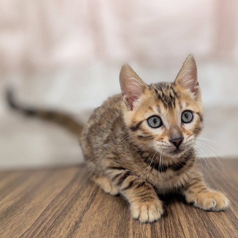 兵庫県のベンガル (犬の家＆猫の里カナート西神戸店/2025年5月13日生まれ/女の子/ブラウンスポットタビー)の子猫の4枚目の画像