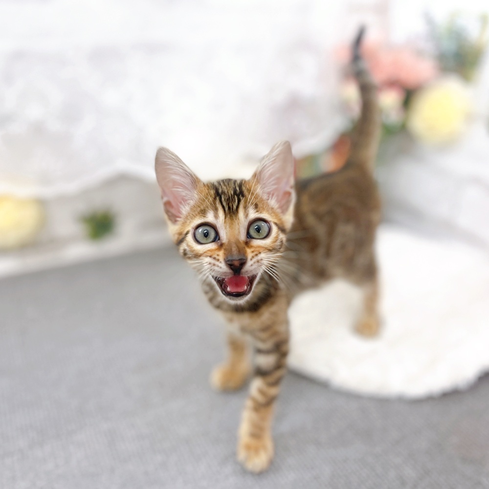 京都府のベンガル (犬の家＆猫の里京都樟葉店/2025年5月13日生まれ/女の子/ブラウンスポットタビー)の子猫の4枚目の画像