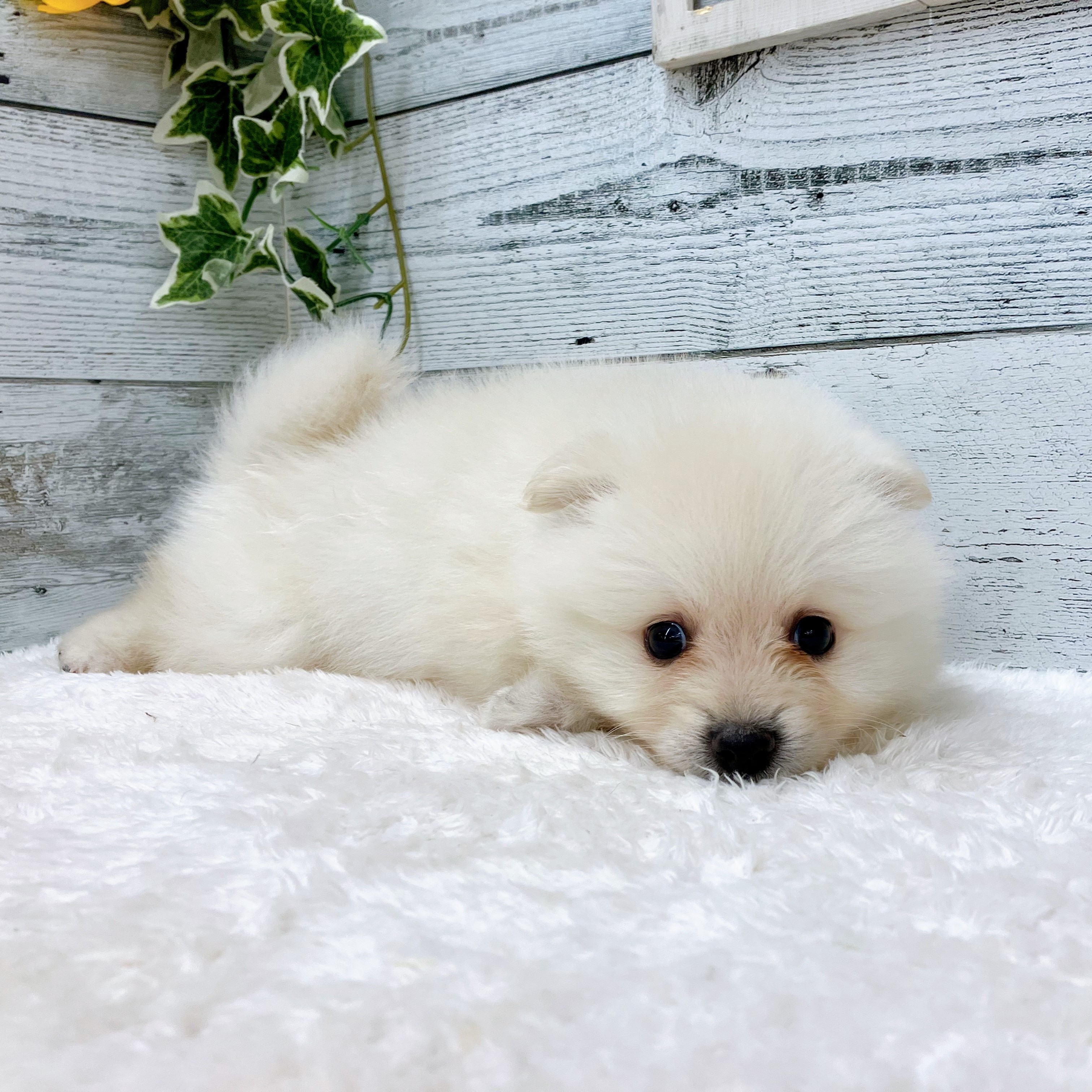 石川県のポメラニアン (犬の家＆猫の里アミーゴ金沢おこばた店/2025年5月20日生まれ/男の子/クリーム)の子犬の4枚目の画像